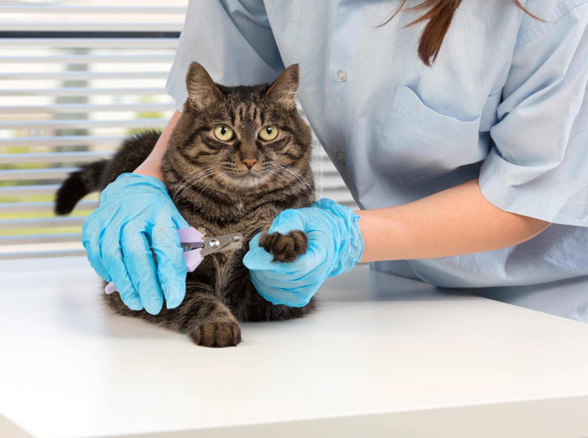 Ihr Tierarzt zeigt Ihnen, wie Sie Ihrer Katze die Krallen schneiden können – Shutterstock / NShubin