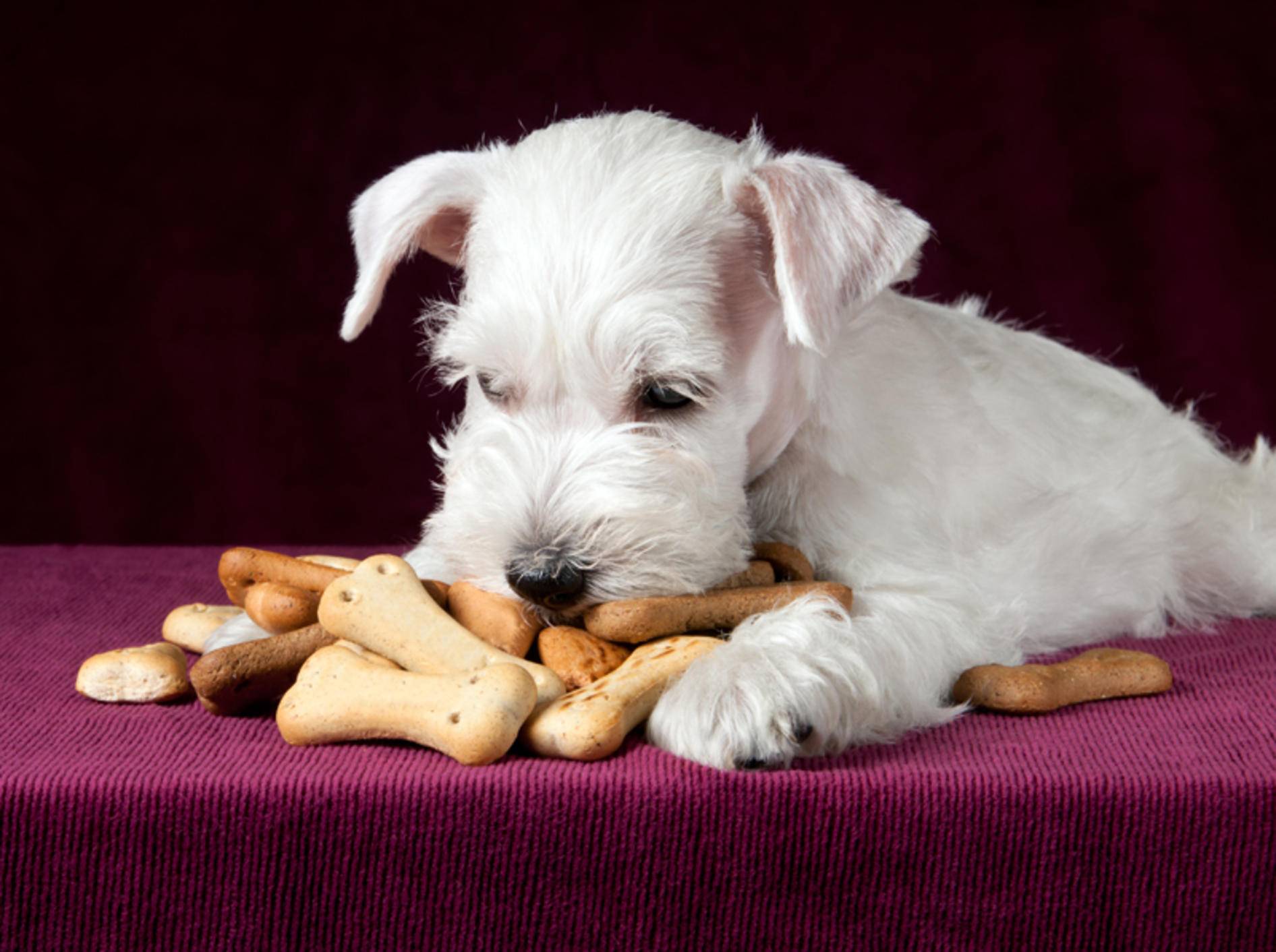Selbst gebackene Hundeleckerli sind ein tolles Weihnachtsgeschenk – Shutterstock / Maximilian100