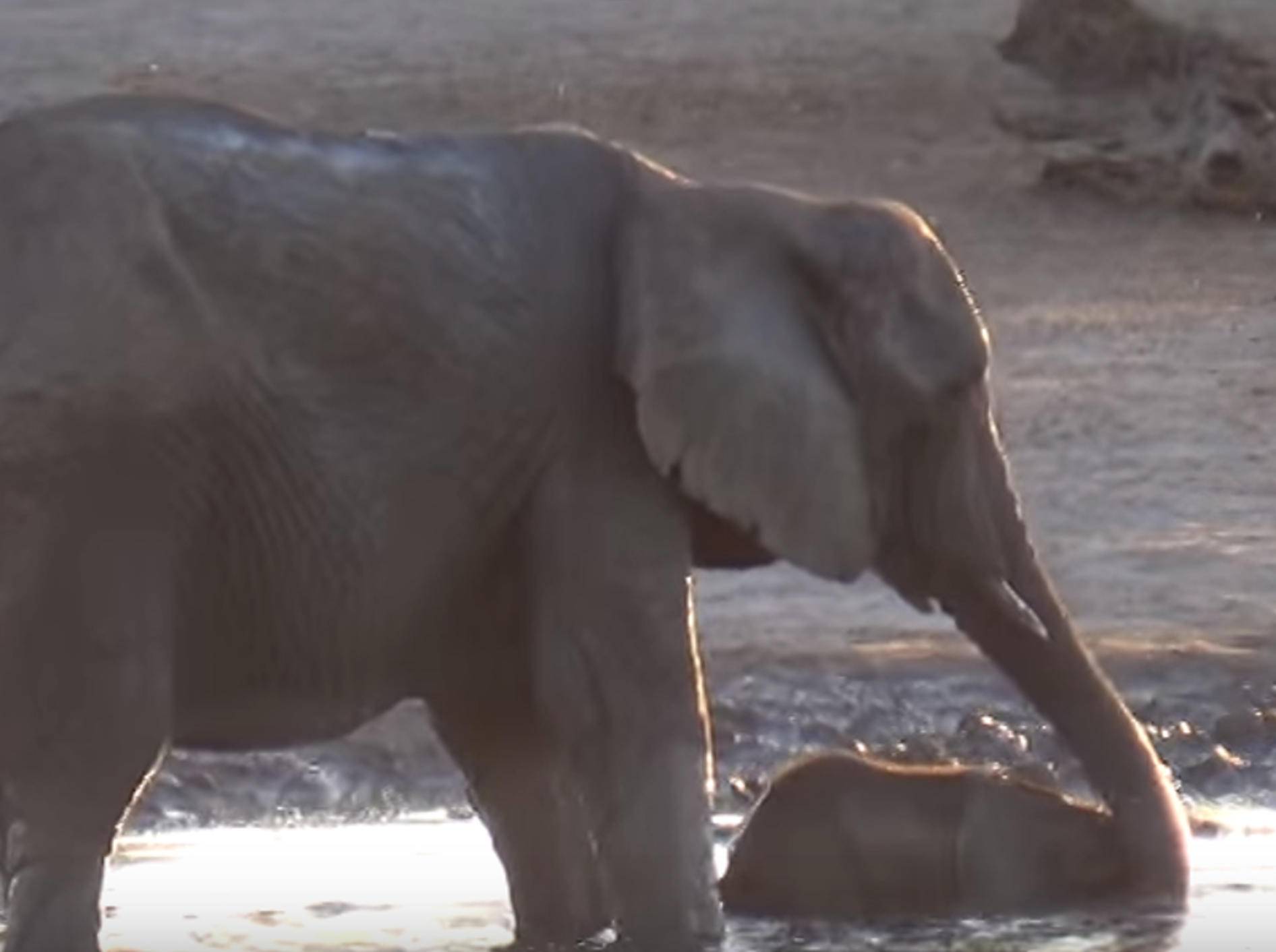 Baby-Elefant: "Och Mama, lass mich noch weiterplanschen!" – Bild: YouTube / The Hide Safari Camp