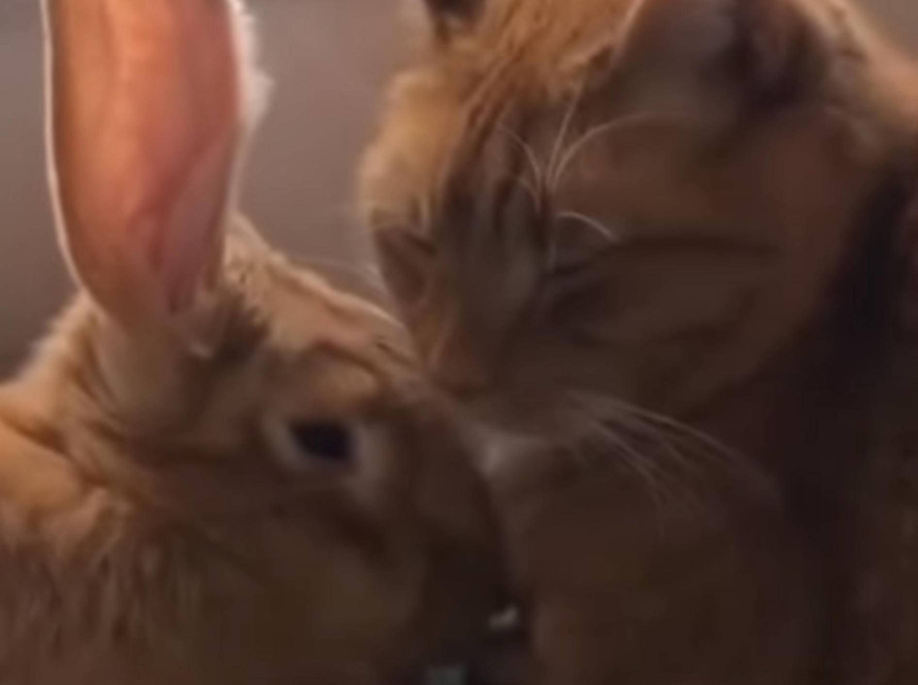 Flauschiger Hase und süße Katze haben sich lieb – Bild: YouTube / The Dodo