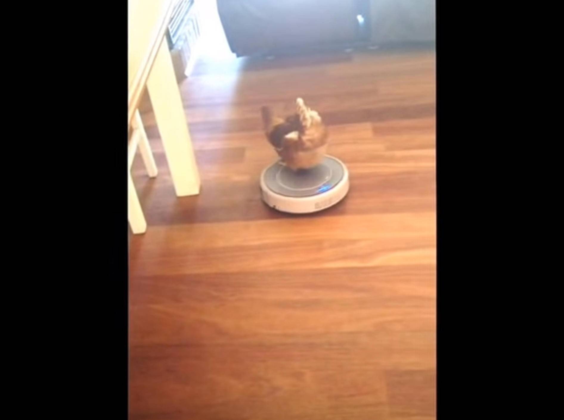 Huhn fährt auf Staubsauger-Roboter umher – Bild: YouTube / Mythreeboysandi