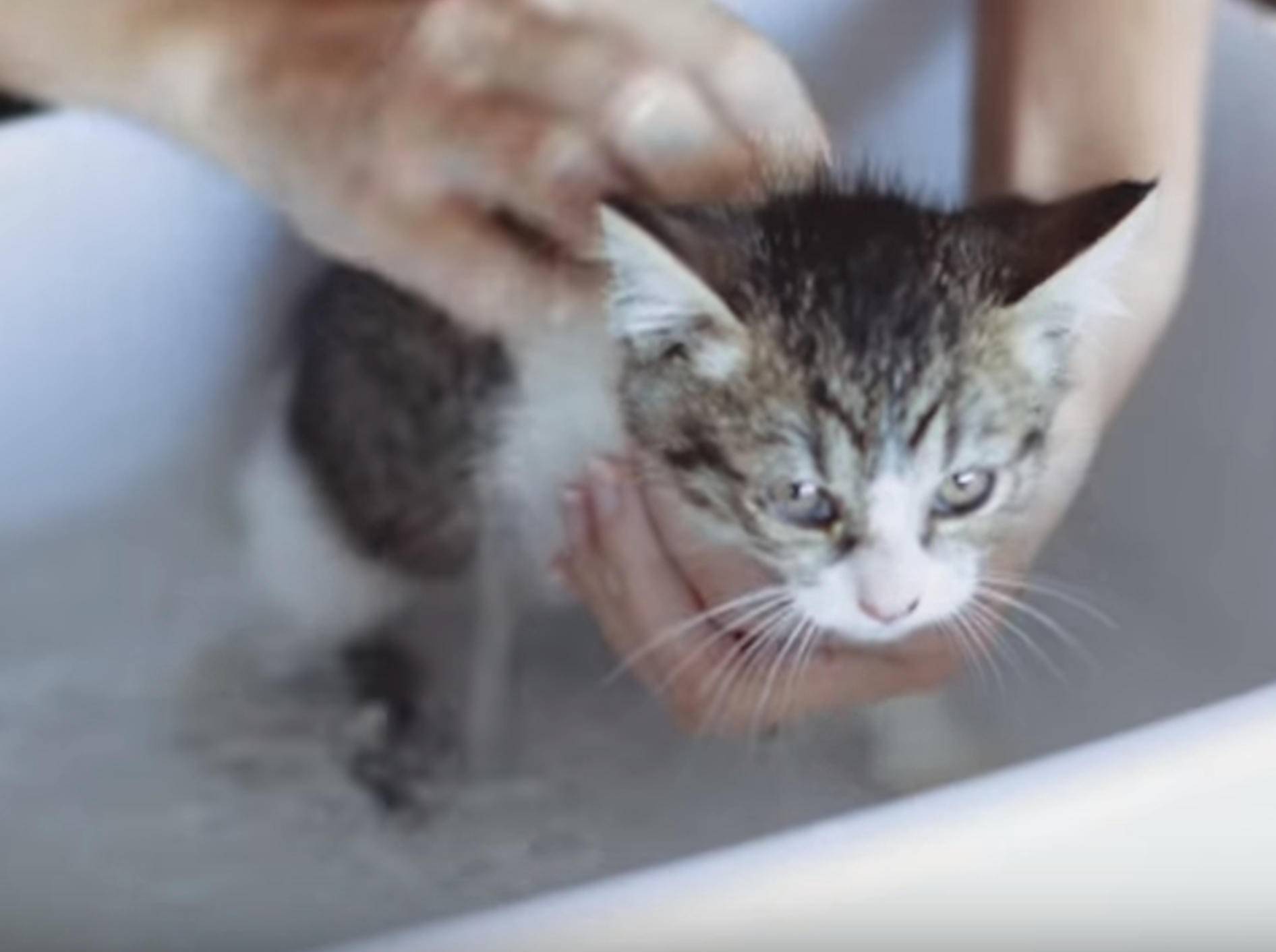 Kätzchen Daisy wird zum ersten Mal gebadet – Bild: YouTube / OhanaFilmsMaui