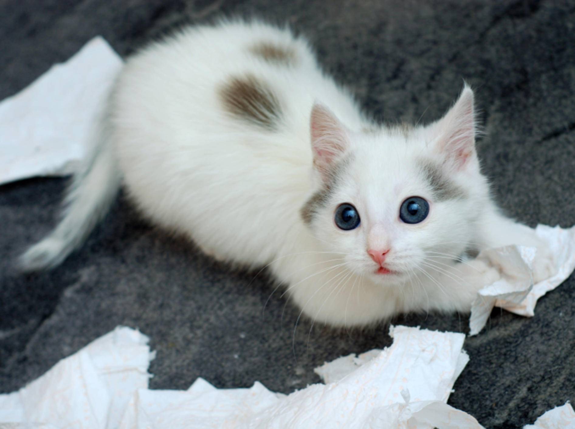 Katzen spielen gerne mit Dingen, die nicht als Spielzeug gedacht sind – Shutterstock / Nadinelle