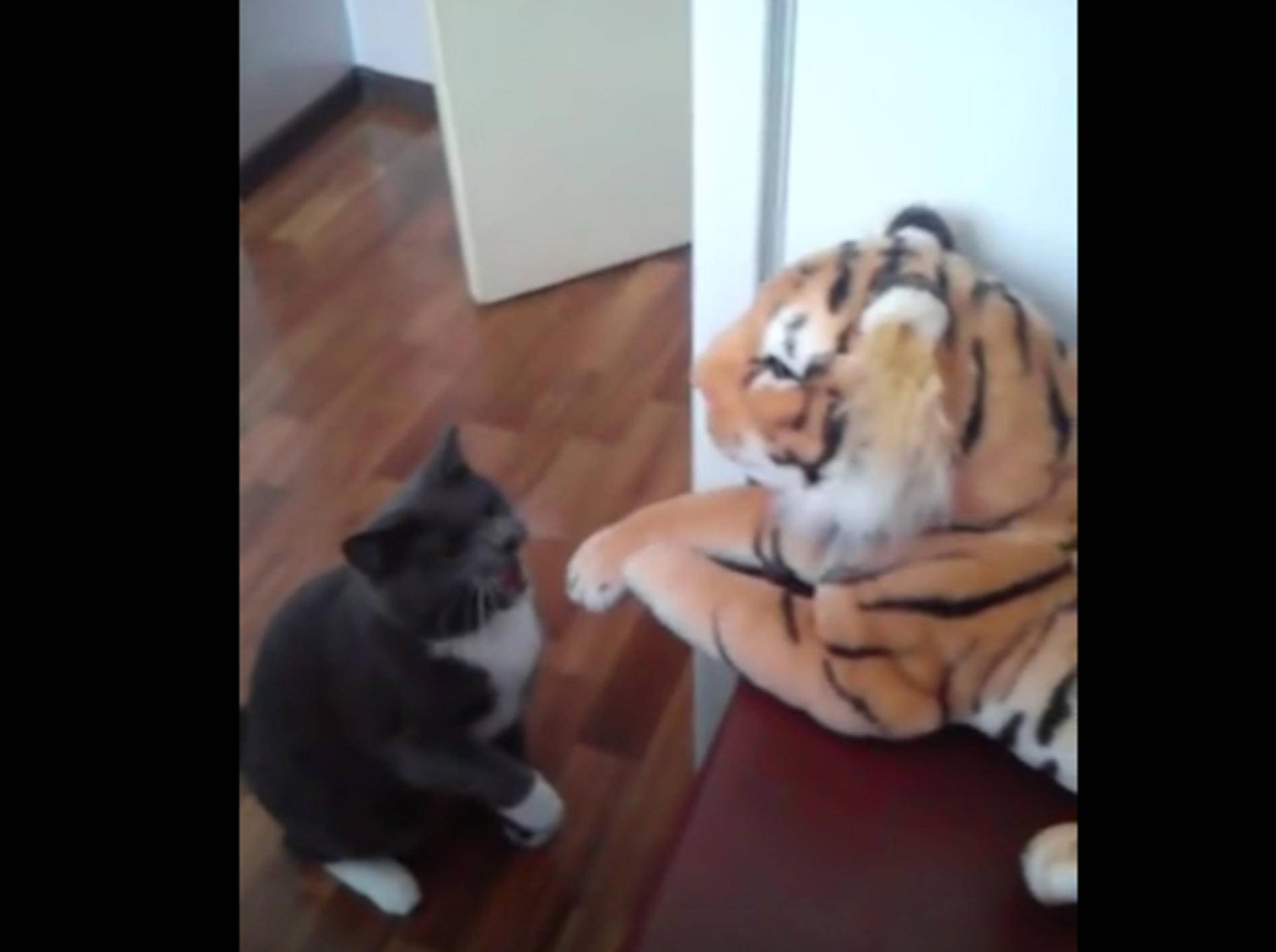 "Ich mag dich nicht!" Katze vermöbelt Stofftiger – Bild: YouTube / Mr. Maci