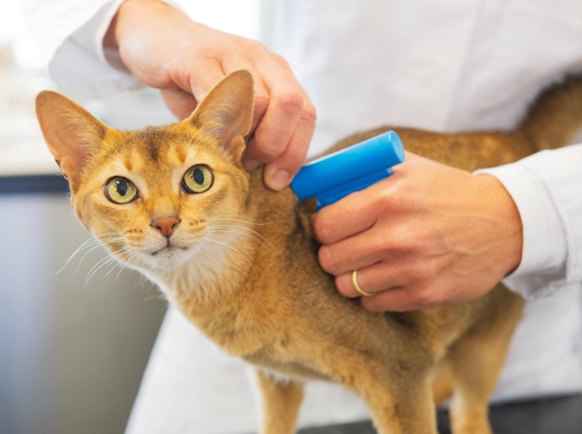 Den Chip setzt der Tierarzt, die Registrierung machen Sie selbst – Shutterstock / Ivonne Wierink