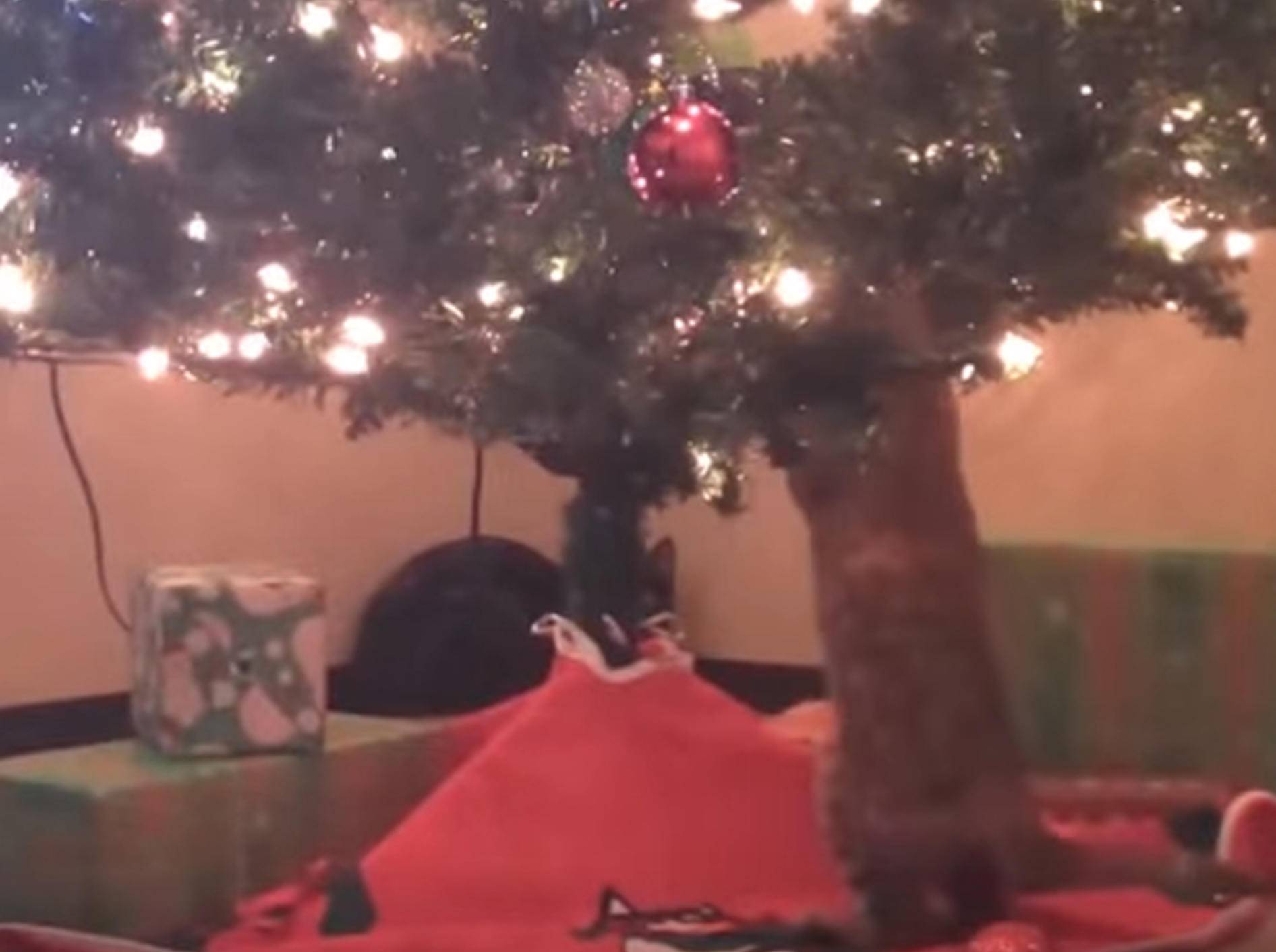 Oh, ein Weihnachtsbaum... krach! Katzen toben sich aus – Bild: YouTube / The Dodo