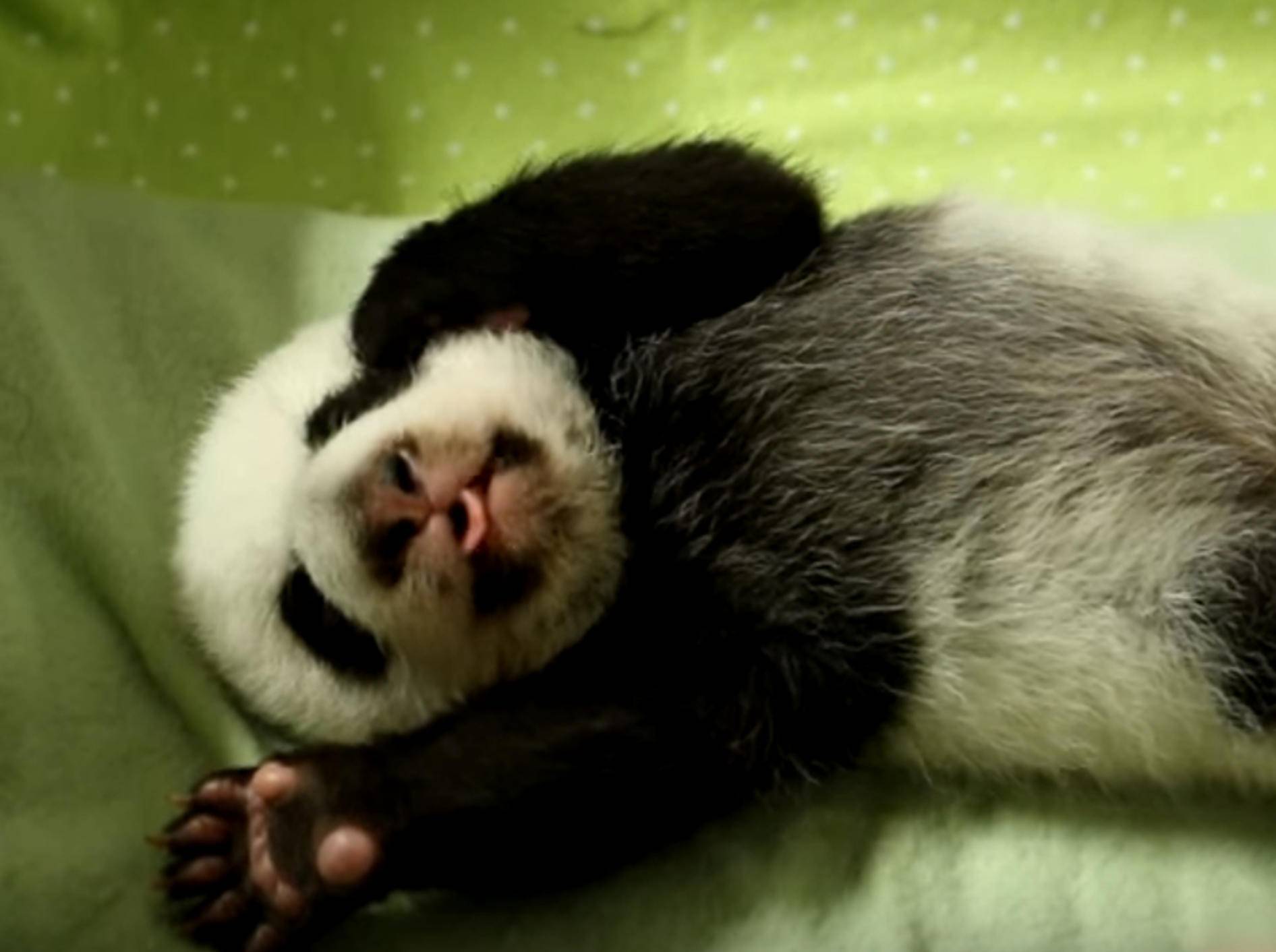 Herziges Panda-Baby im Toronto Zoo öffnet erstmals die Äuglein – Bild: YouTube / Toronto Zoo