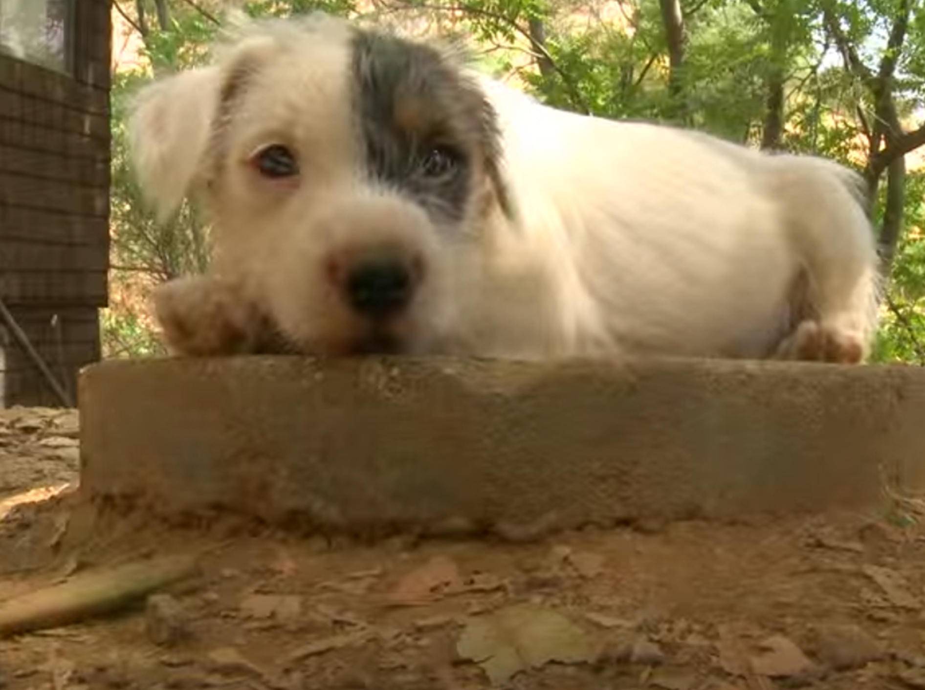 Total vergnügt: Parson Russell Terrier toben im Garten – Bild: YouTube / The Pet Collective