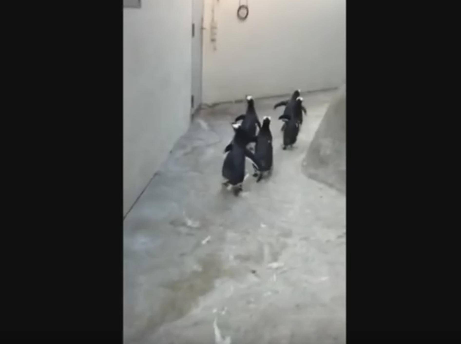 Die Jagd beginnt: Freche Pinguine auf der Flucht – Bild: YouTube / zooodense