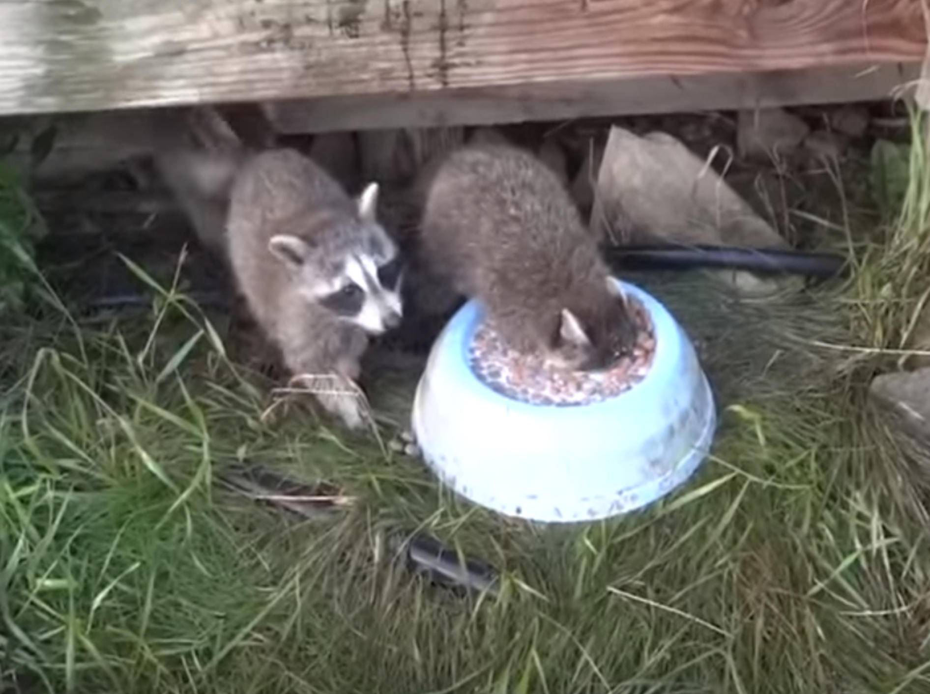 Diese Tiere haben groooßen Appetit – Bild: YouTube / The Pet Collective