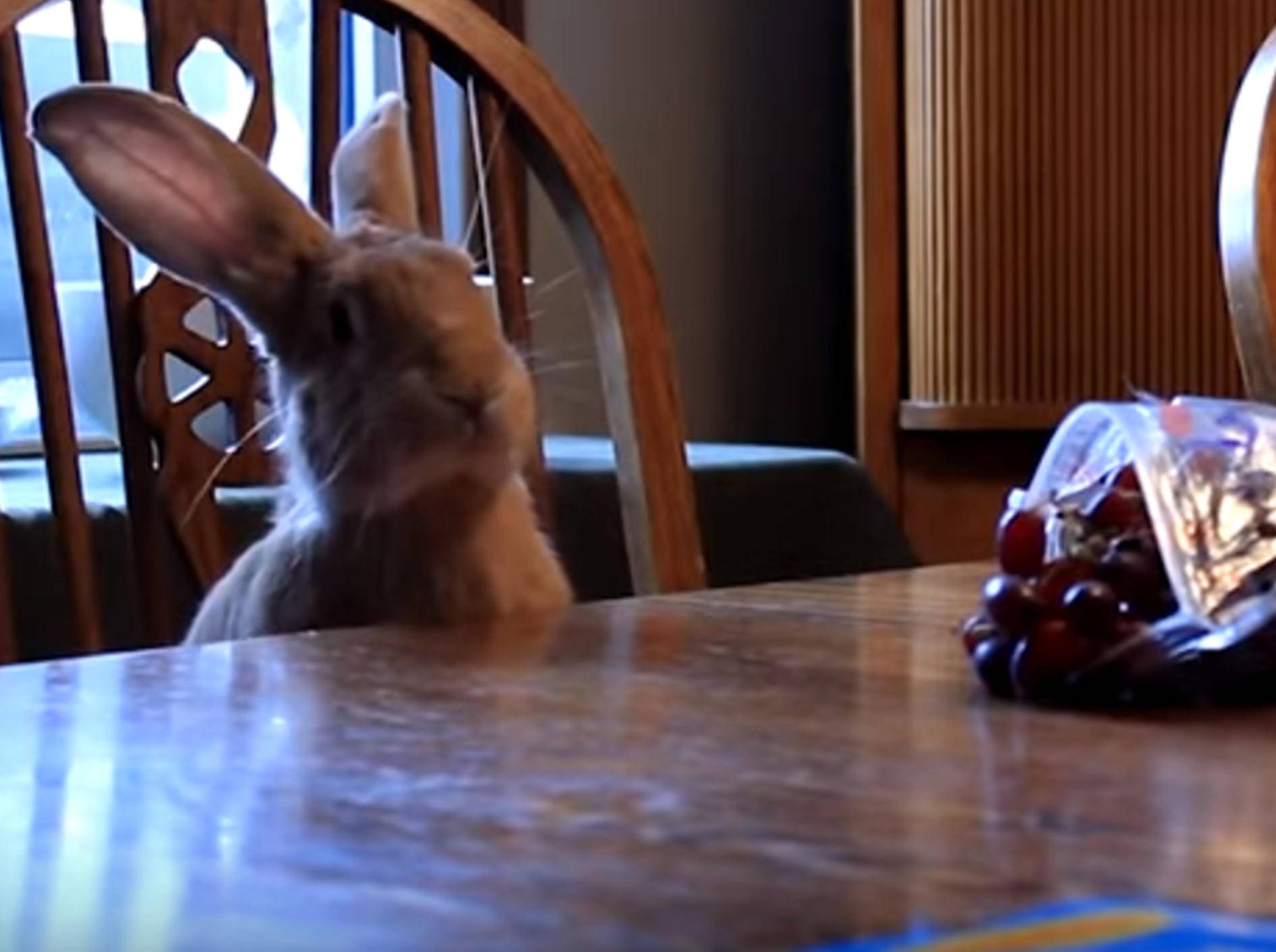 Wenn Tiere leckeres Essen auf dem Tisch erblicken – Bild: YouTube / The Dodo