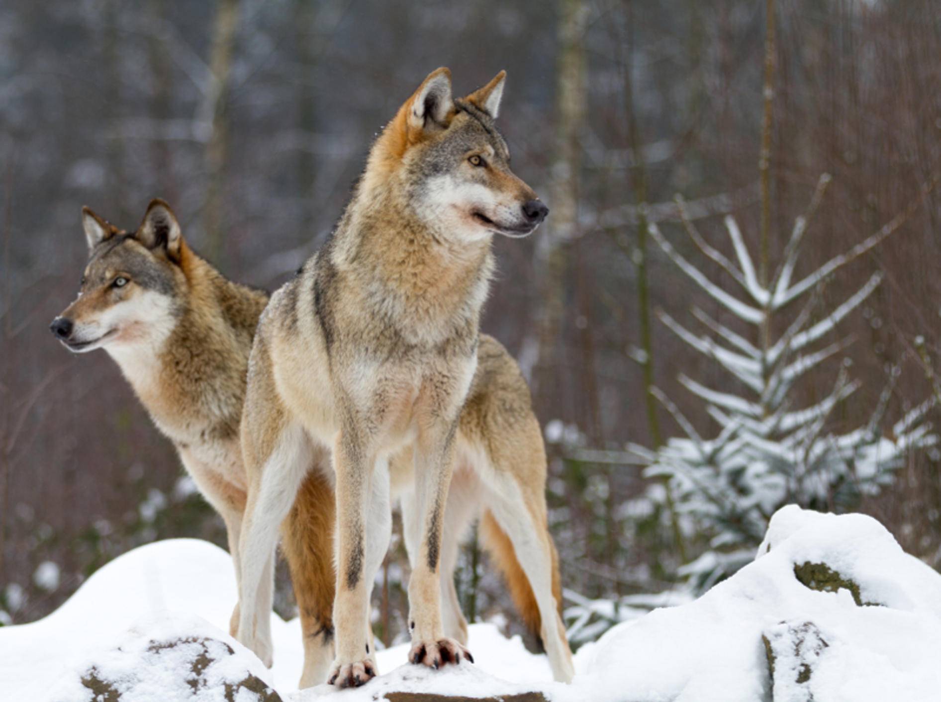 Wolf hunters. Canis Lupus cubanensis. Волк. Волков. Игра волк.