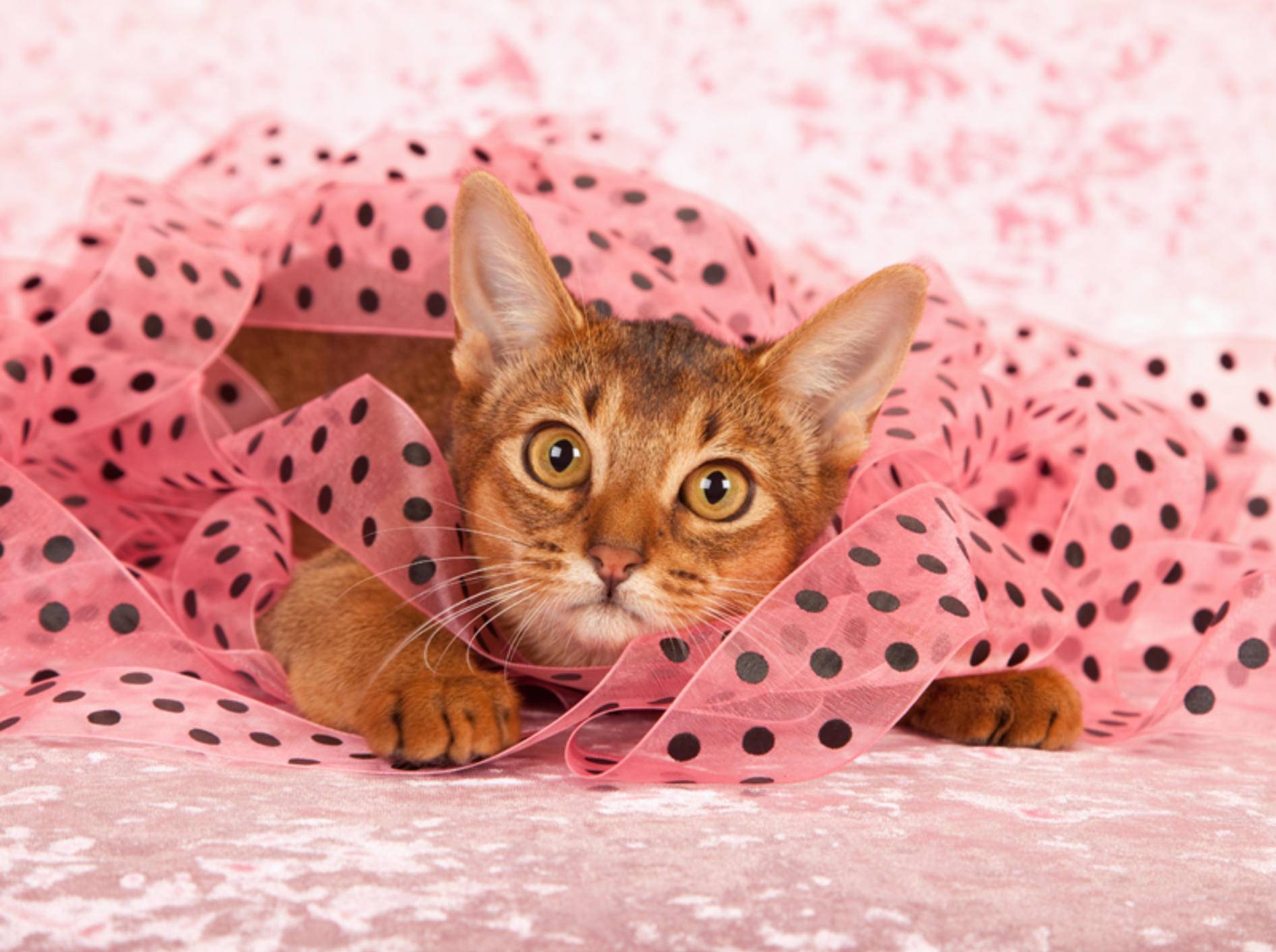 Behalten Sie Ihr Haustier im Auge, wenn es mit Geschenkband spielt – Shutterstock / Linn Currie