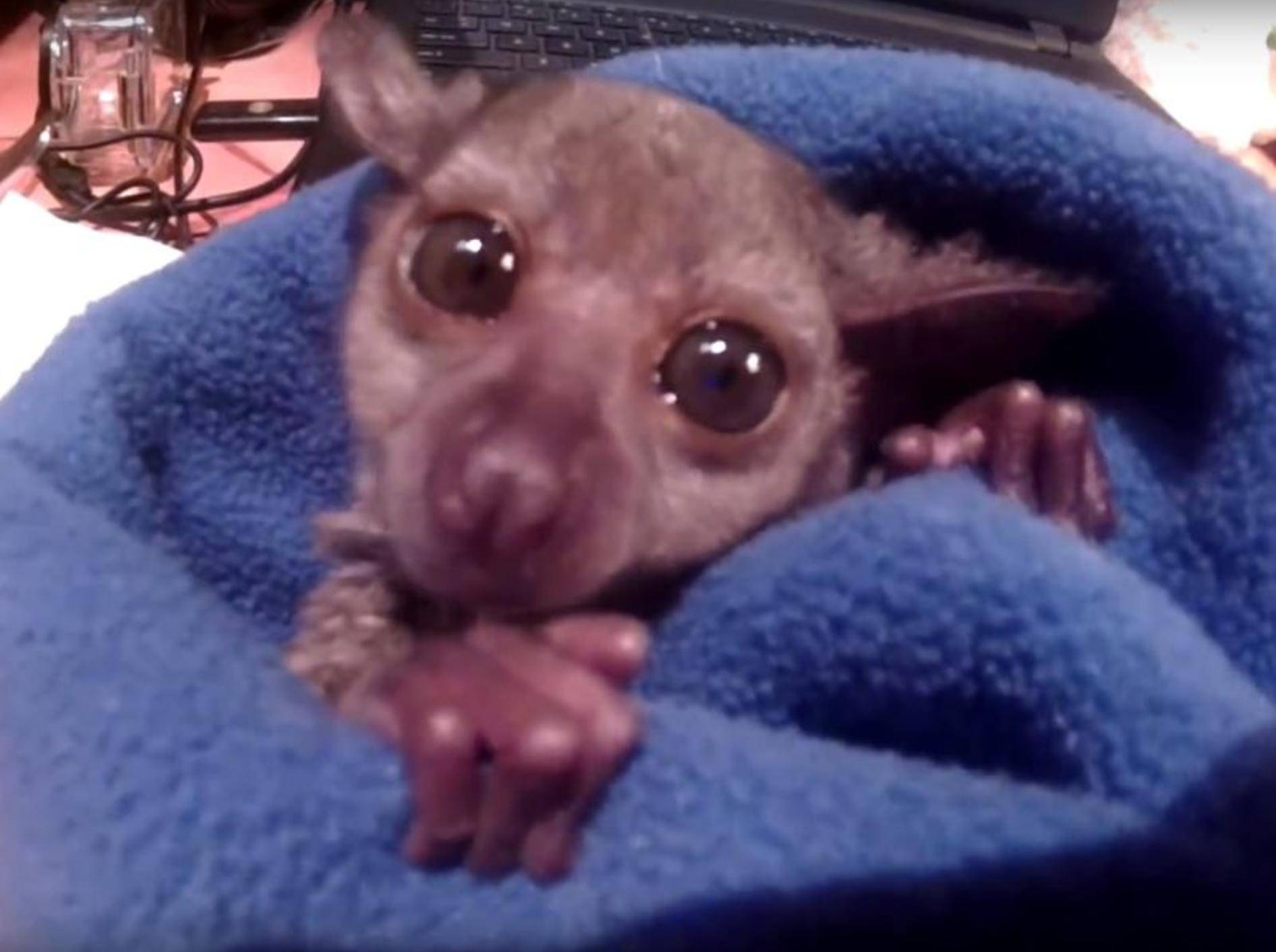 Baby-Galago Gizmo wünscht frohe Weihnachten – YouTube / Exotic Animal Experience