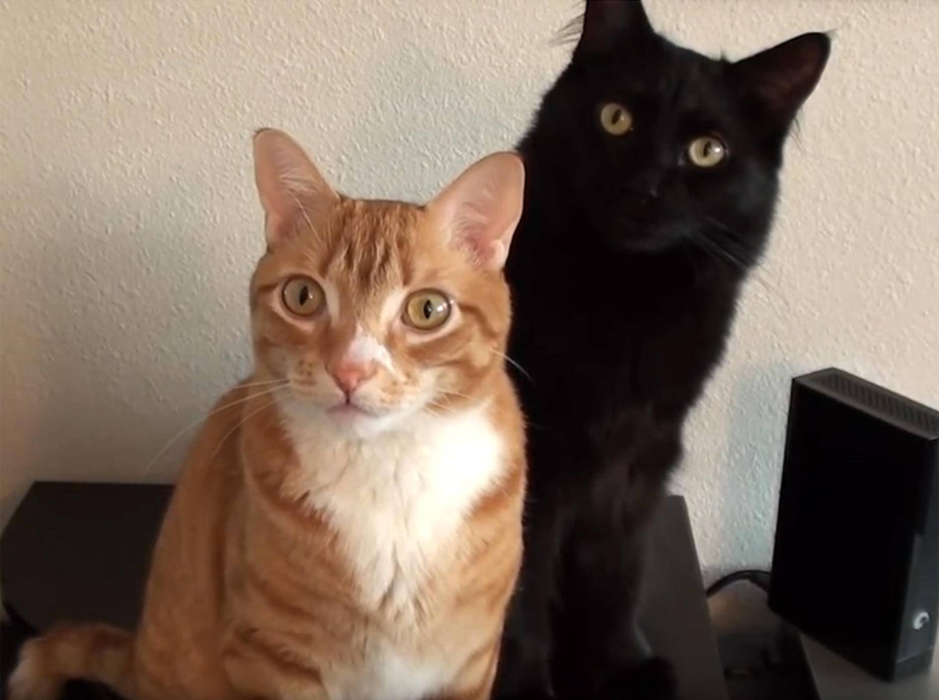 Cole und Marmalade lauschen andächtig der Katzenmusik aus dem Lautsprecher – YouTube / Cole and Marmalade