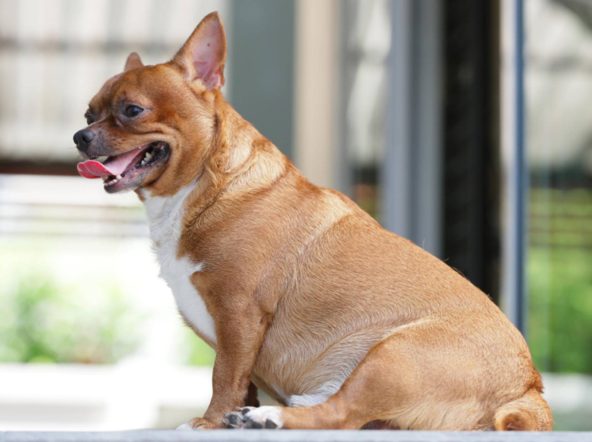 Dieser Chihuahua muss dringend abnehmen, doch wie gelingt die Diät? – Shutterstock / taro911 Photographer