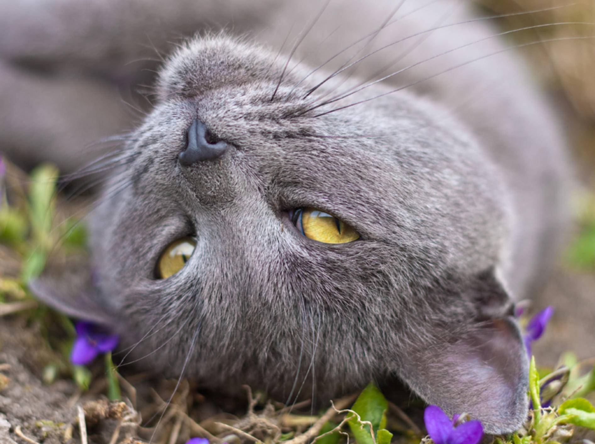 Rollige Katzen wälzen sich auf dem Boden und locken Kater mit Pheromonen – Shutterstock / Xseon