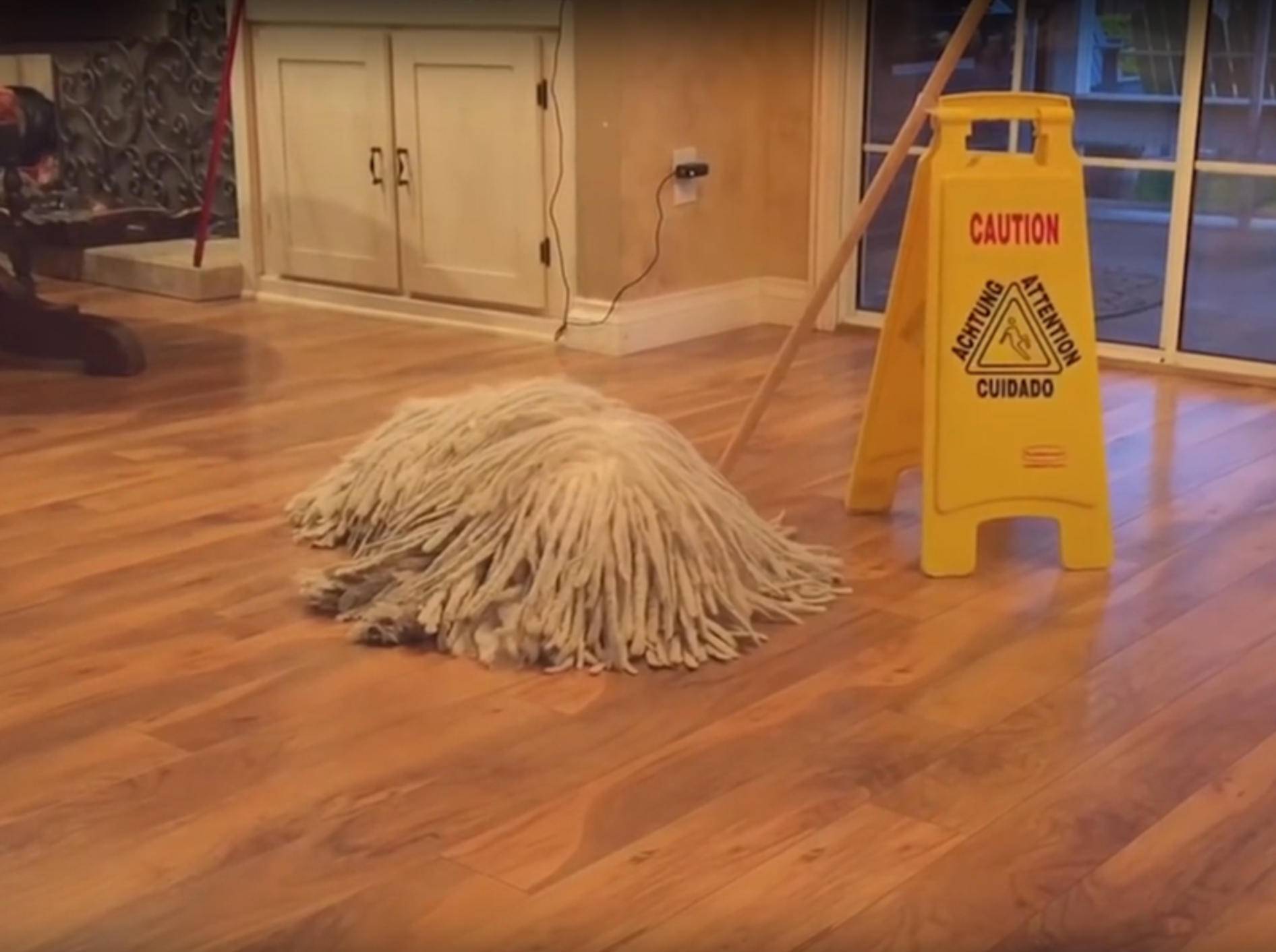 Ist es ein Mop? Oder ein Hund? – YouTube / Kyoot Animals