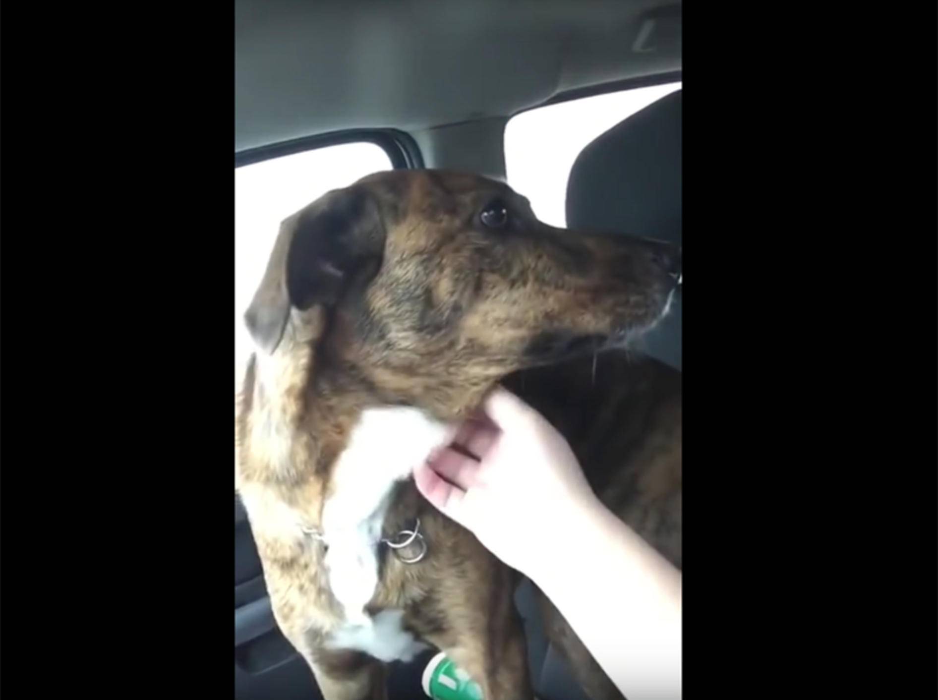 Hund ist traurig, weil sein Menschenkumpel zur Schule muss – YouTube / Rumble Viral