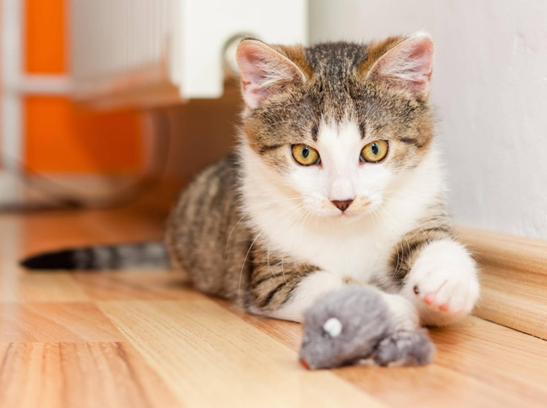 Das Spiel mit der Katze sollte immer spannend bleiben – Shutterstock / Xseon
