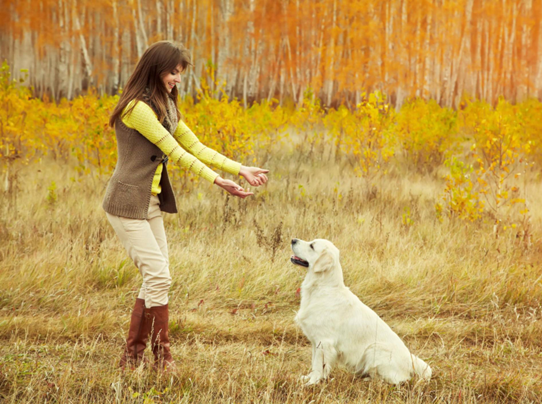 Das Freilauftraining mit dem Hund ist eine Frage des Vertrauens – Shutterstock / Evgeny Bakharev