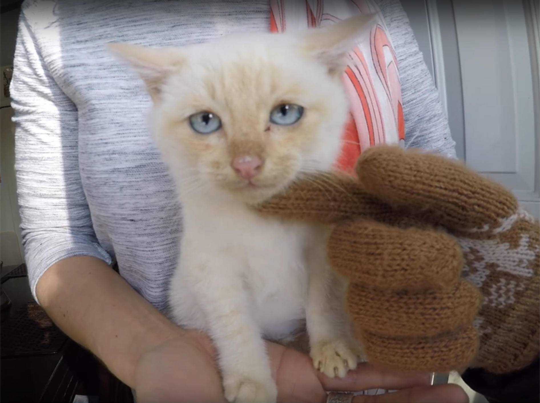 Kätzchen Lazarus wurde vorm Erfrieren gerettet und erholt sich im neuen Zuhause – YouTube / Branden Bingham