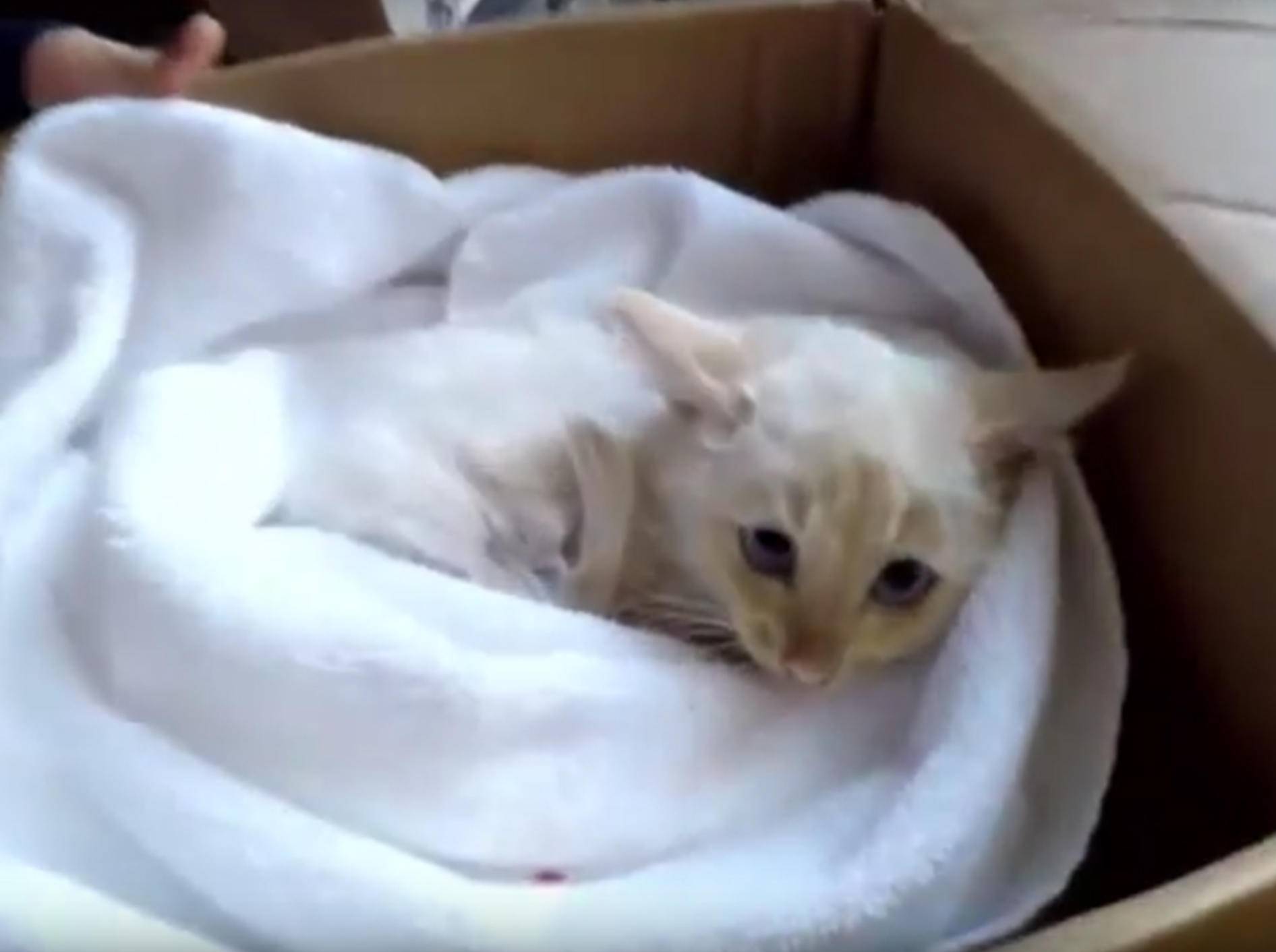 Kätzchen Lazarus wurde in letzter Sekunde vorm Erfrieren gerettet – YouTube / Inside Edition via Brandon Bingham