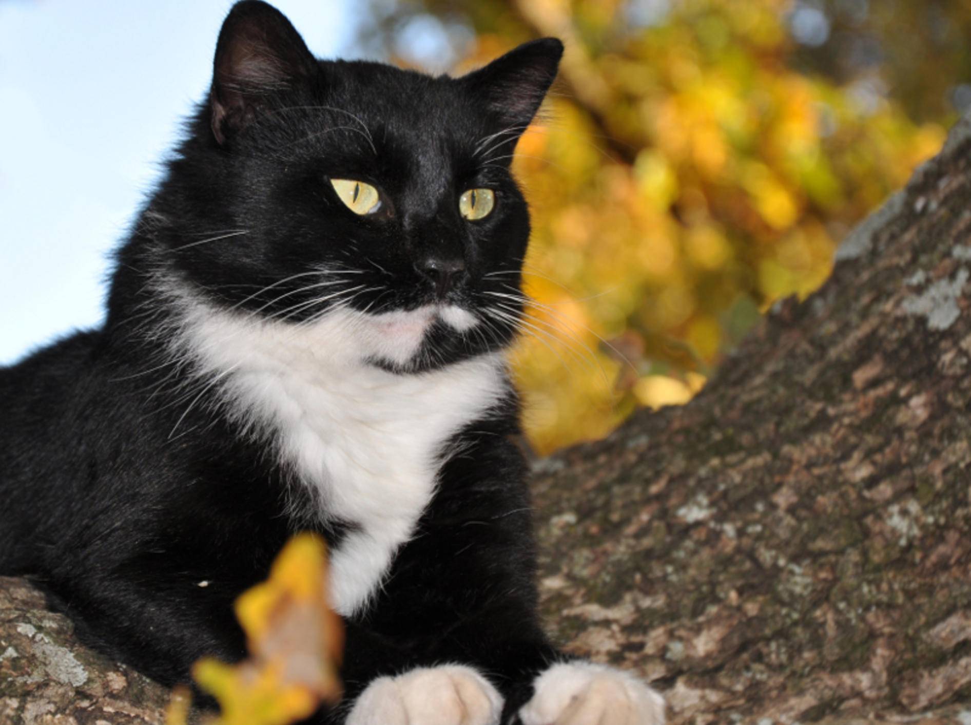 Warum kommen Katzen nicht so gut von Bäumen herunter? Es liegt an der Biegung ihrer Krallen – Shutterstock / Sari Oneal