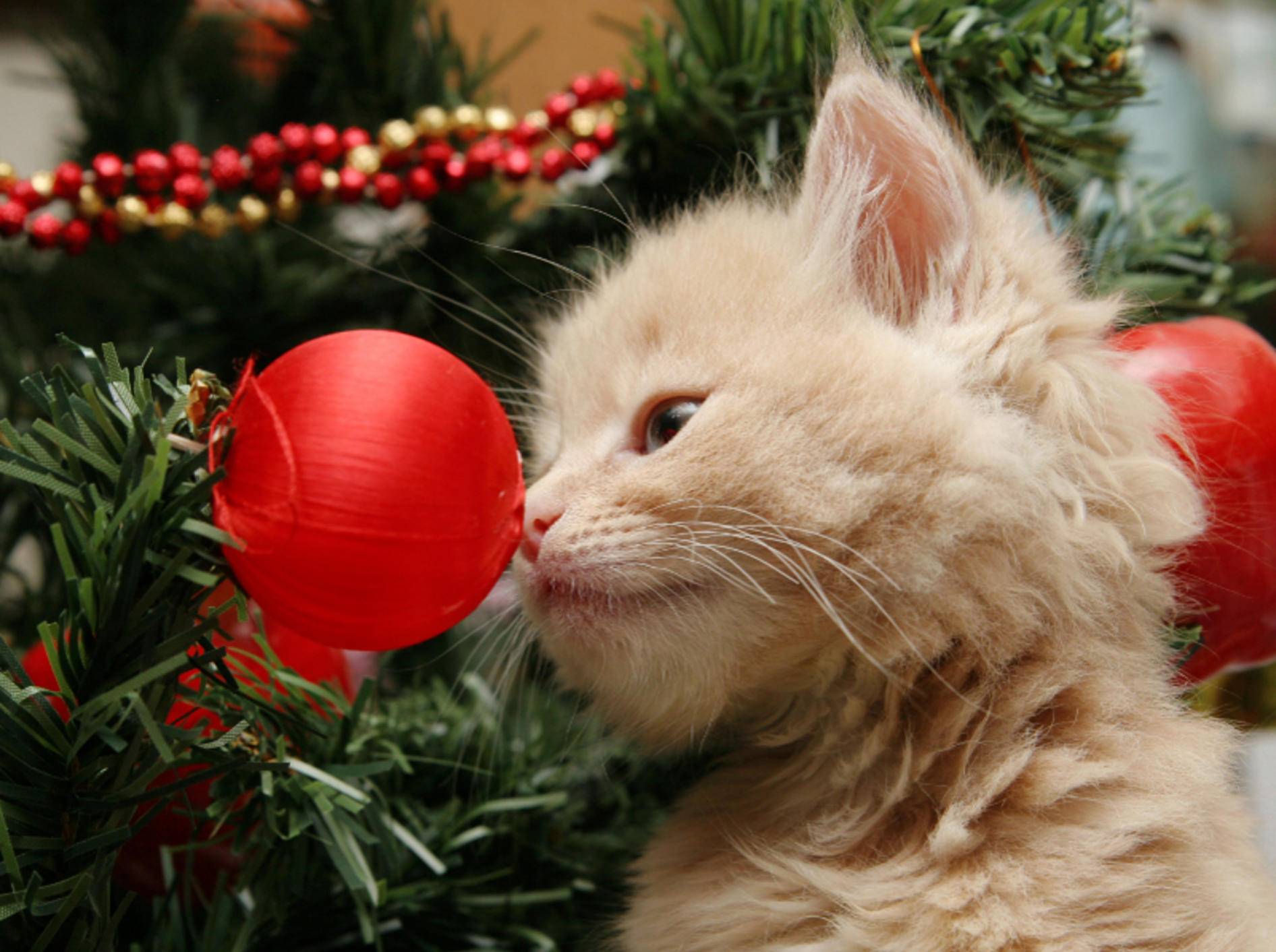 Weihnachtsdeko sollte unbedingt bruchsicher und ungefährlich sein – Shutterstock / Sue McDonald