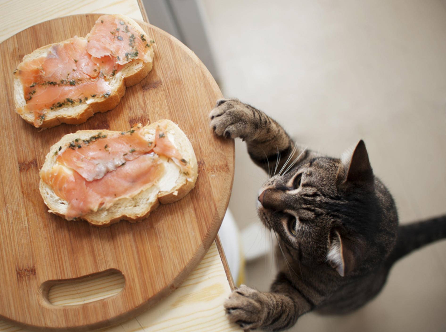 Lachsaufschnitt enthält viel Salz, darf die Katze davon naschen? – Shutterstock / ToskanaINC