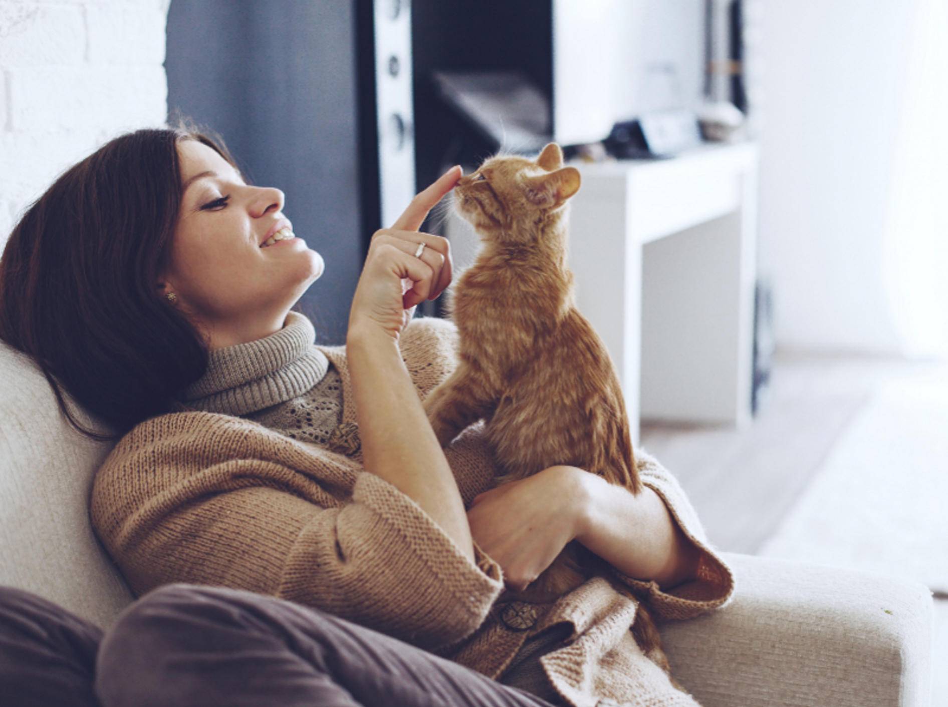 Geduld und Liebe stärkt das Vertrauen zwischen Ihnen und Ihrer Katze – Shutterstock / Alena Ozerova