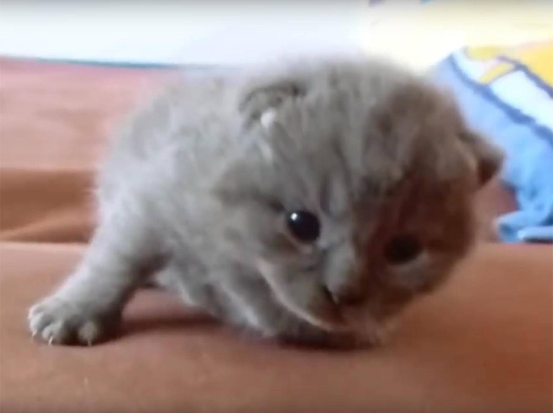 Kleine BKH-Katze in Weihnachtsstimmung – YouTube / Meow Aum