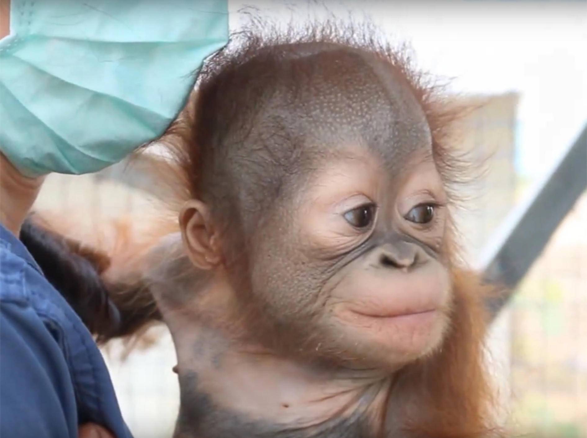 Orang-Utan-Baby klettert zum ersten Mal – YouTube / International Animal Rescue IAR