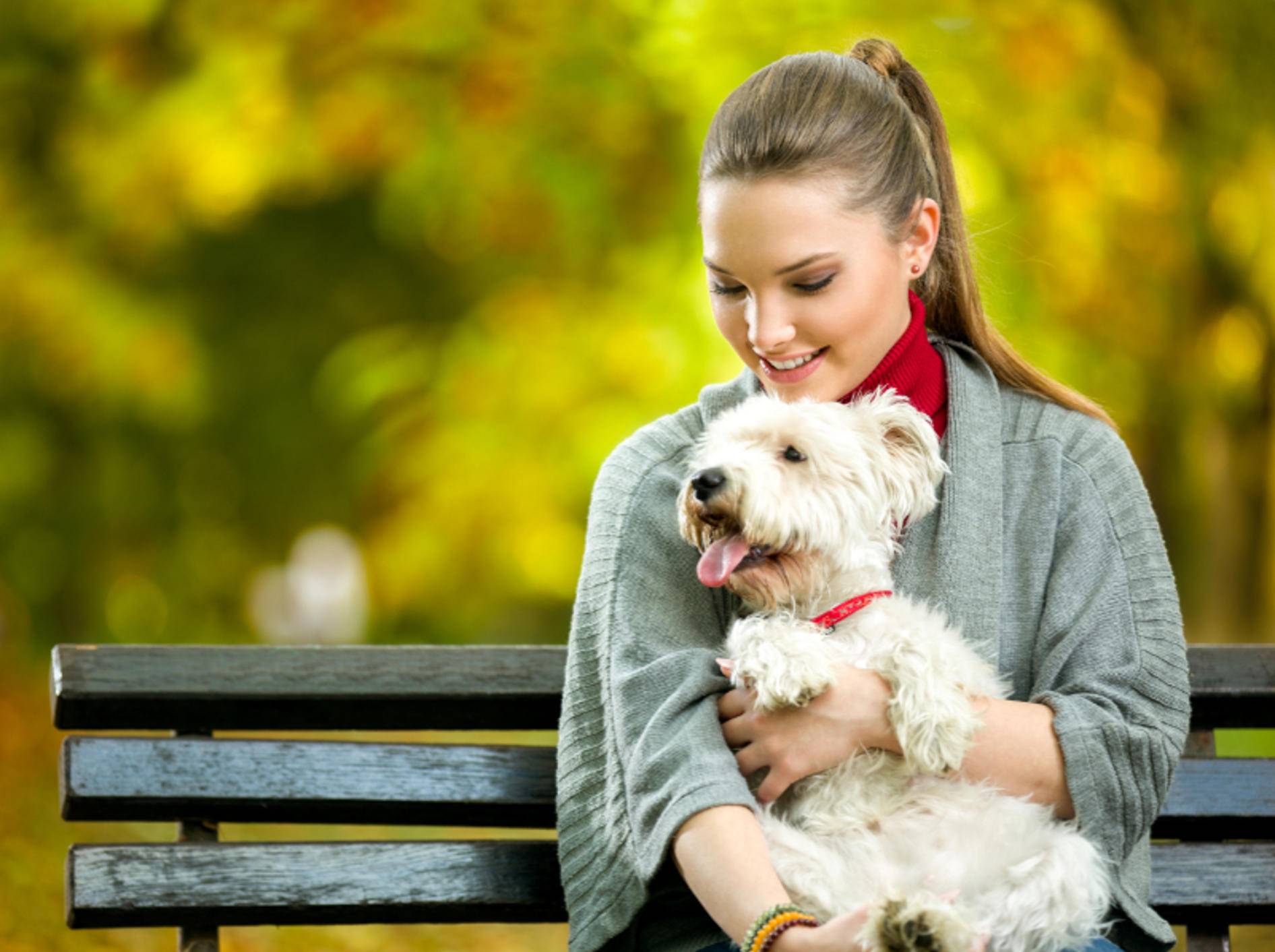 Malteser sind sehr menschenbezogene und liebenswerte Hunde – Shutterstock / Lucky Business