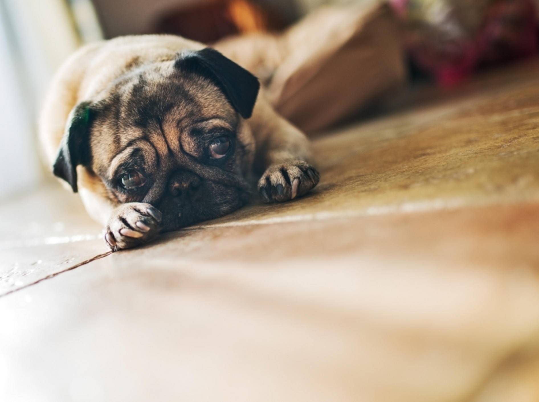 Hunde zeigen ihre Schmerzen oft nicht, leiden aber trotzdem unter ihnen – Shutterstock / Anna Baburkina