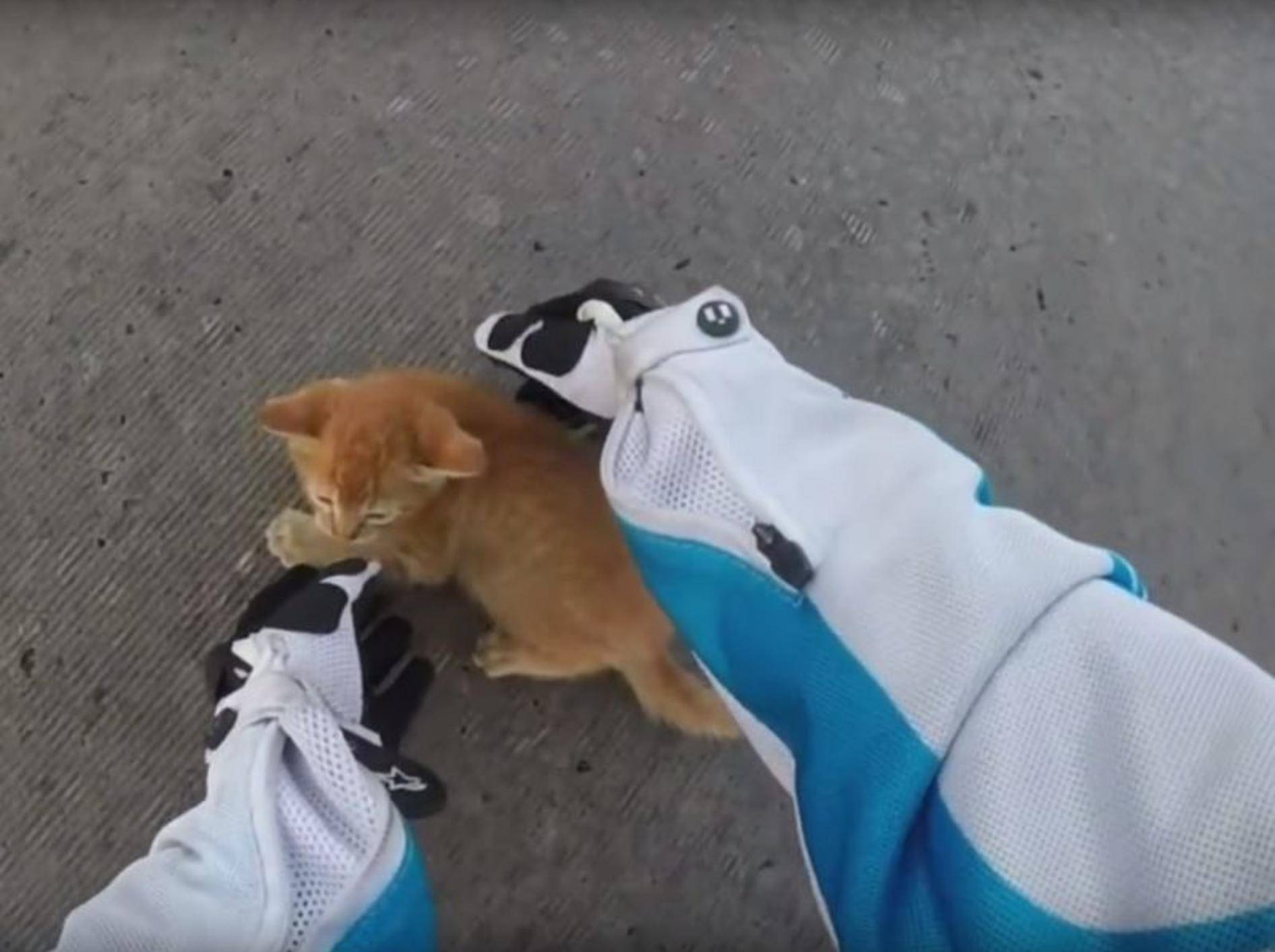 Kätzchen wird von Motorradfahrerin gerettet – YouTube / E511
