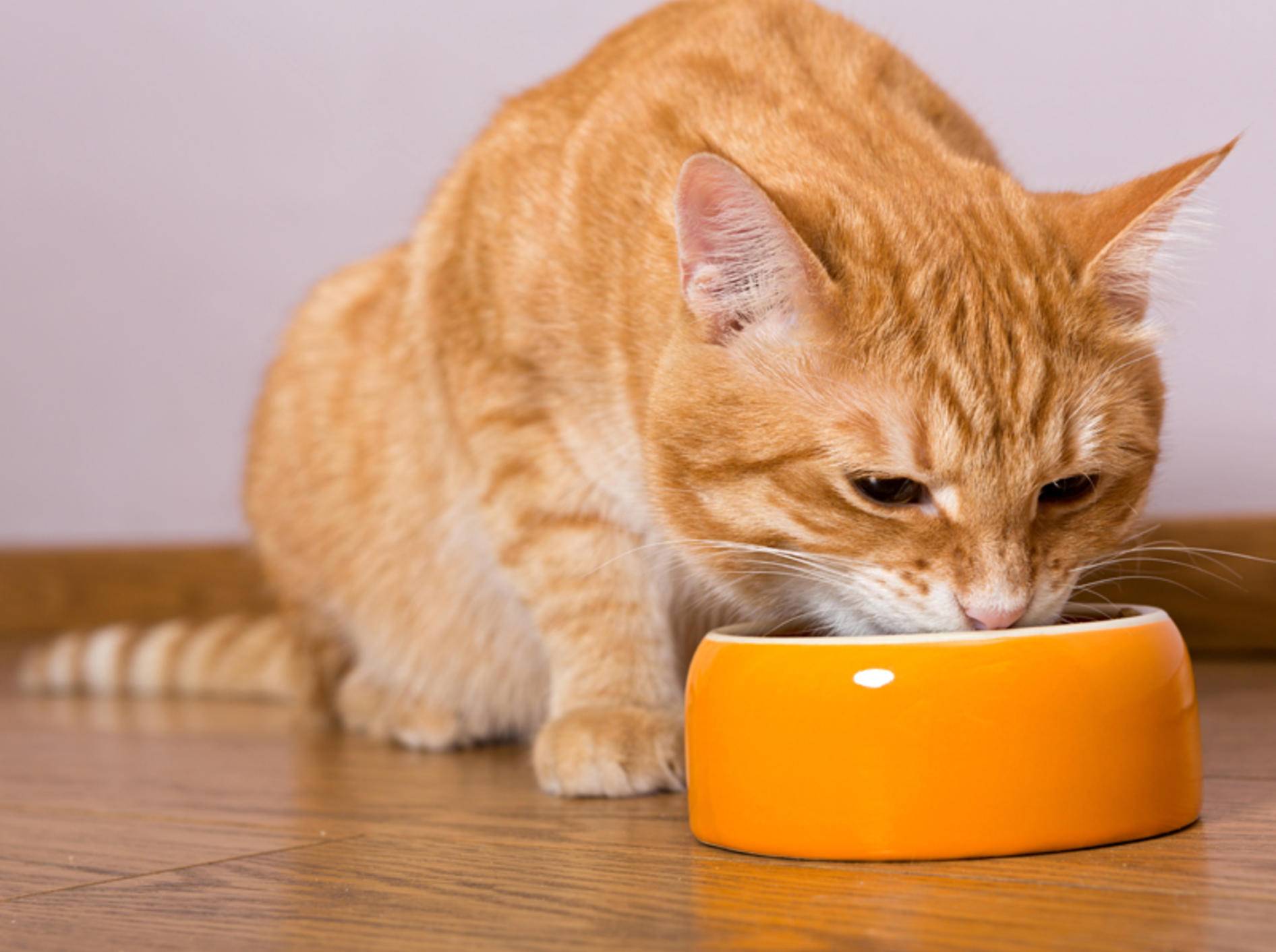 Eine Katze mit Nierenproblemen braucht spezielles Futter – Shutterstock / Okssi