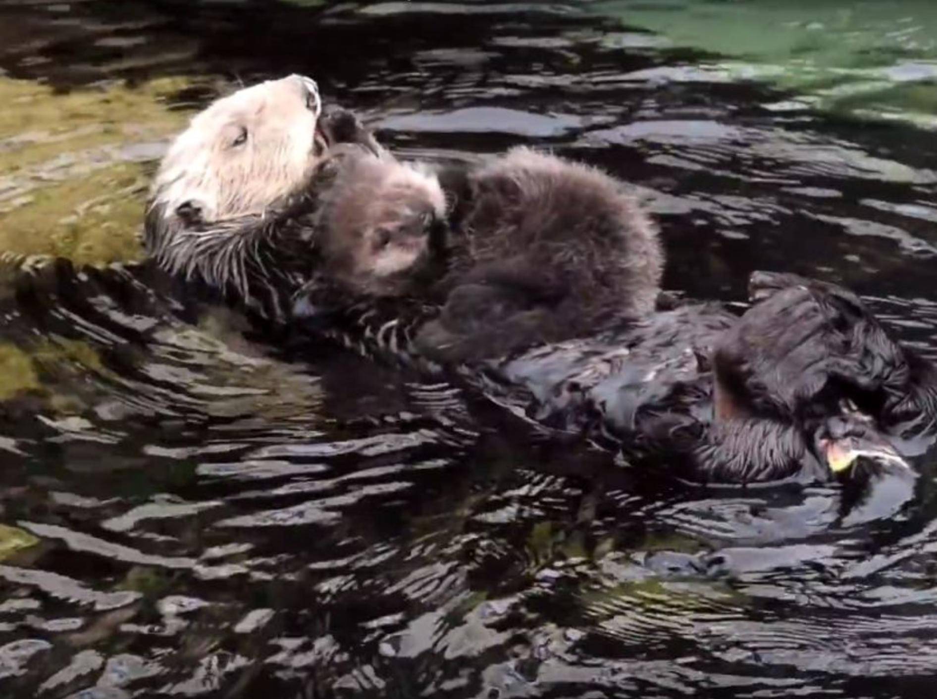 Seeotter-Mama kuschelt mit ihrem Baby – YouTube / Monterey Bay Aquarium