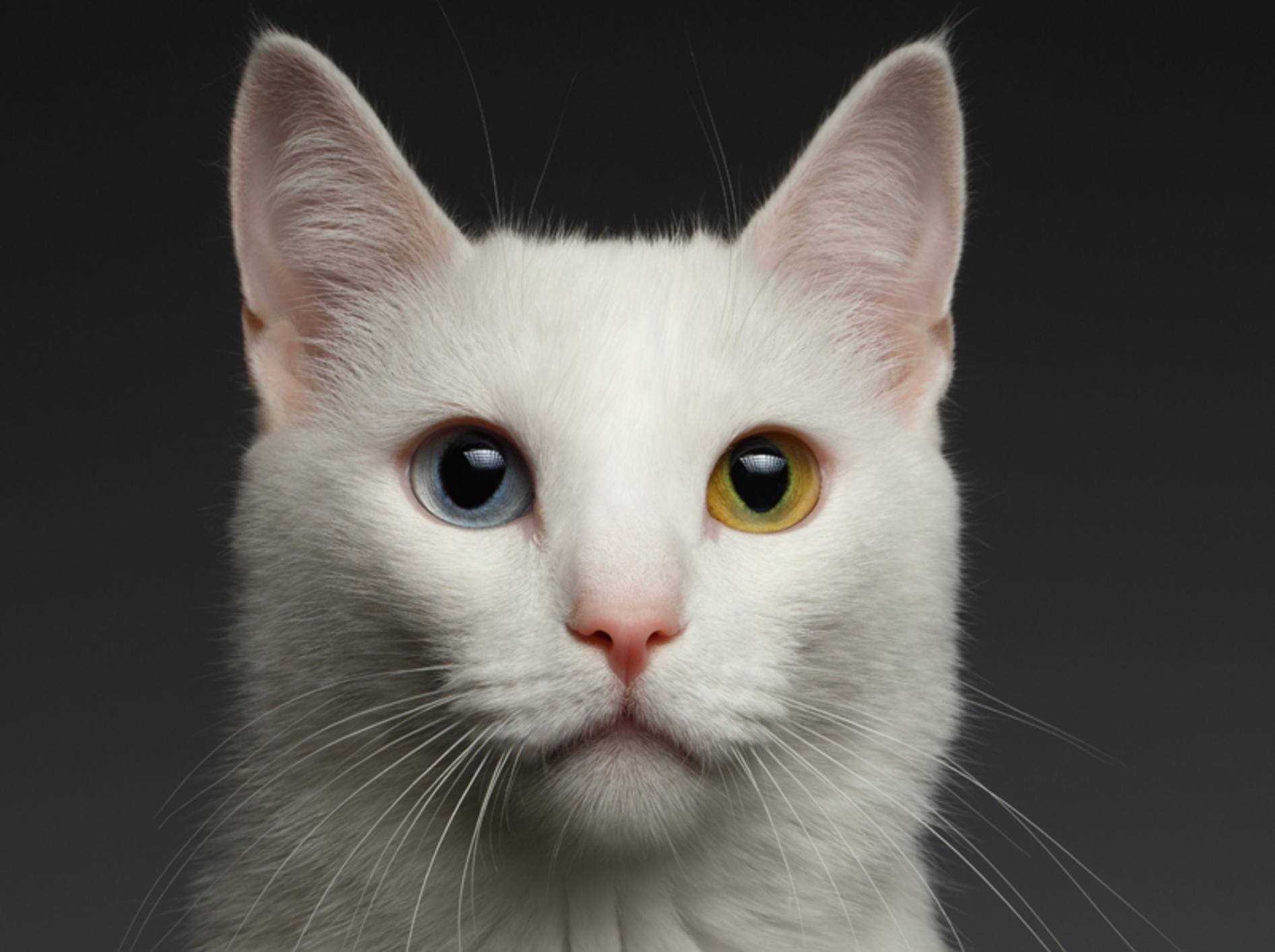 Wie Entsteht Die Augenfarbe Bei Katzen
