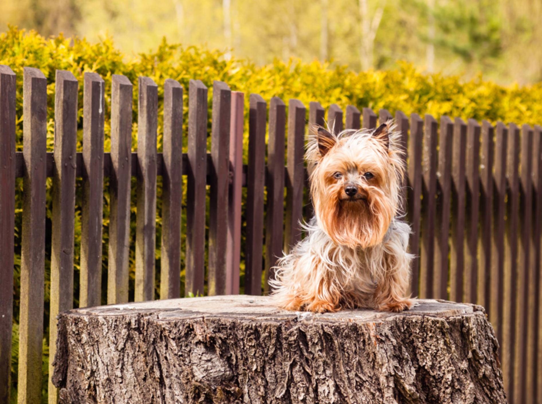 Kleine Hunde wie der Yorkshire Terrier haben eine höhere Lebenserwartung als große Hunde – Shutterstock / Jarry