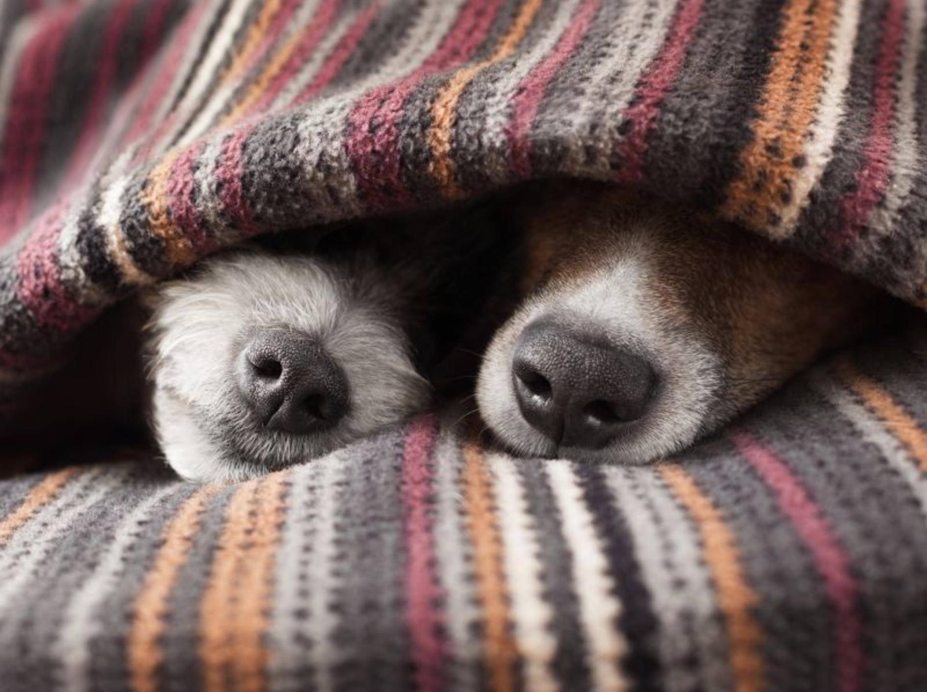 Wärme und Ruhe sind wichtig bei einer Erkältung – Shutterstock / Javier Brosch