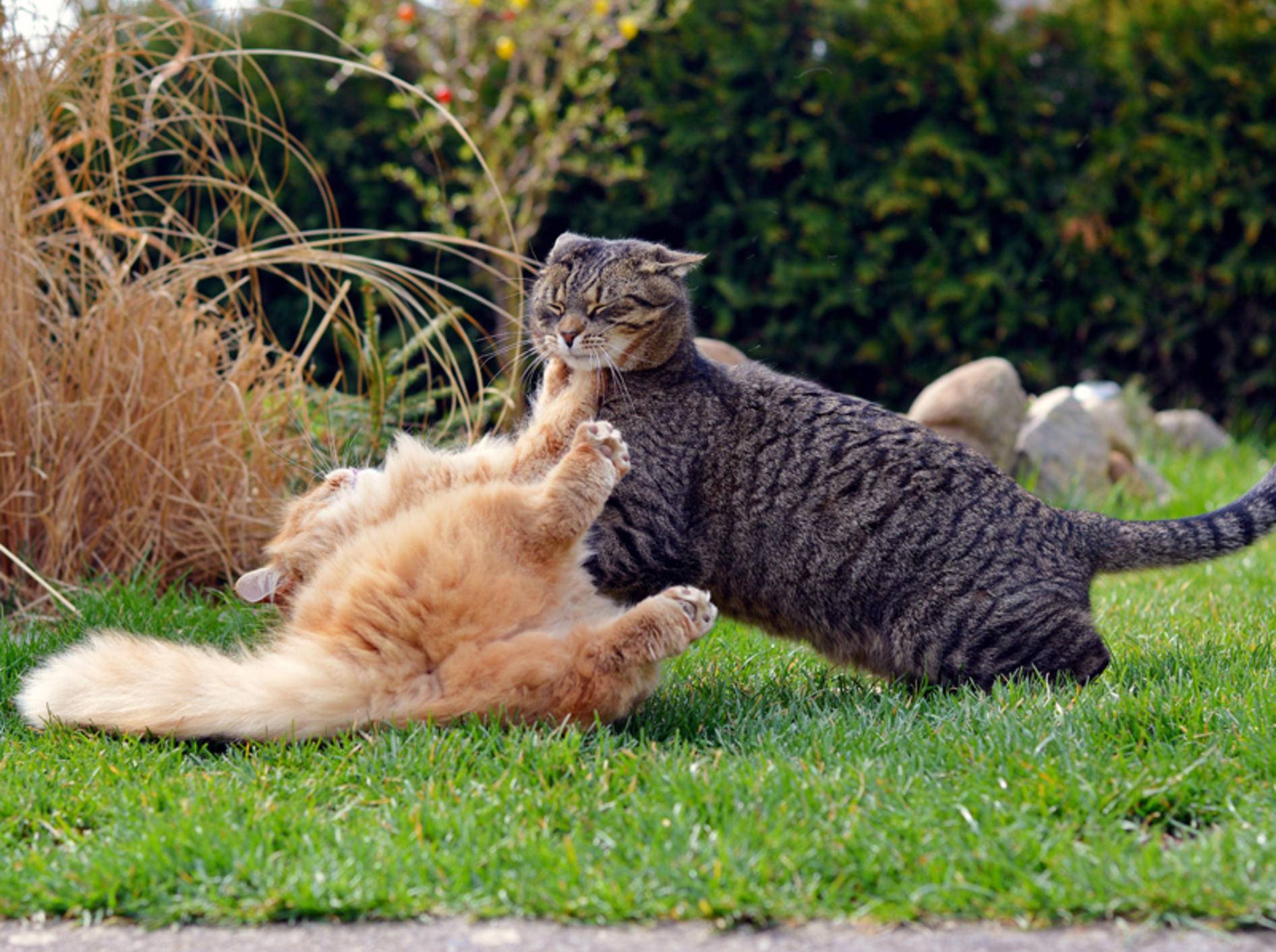 Diese zwei Katzen kämpfen darum, wem das Revier gehört – Shutterstock / DavidTB