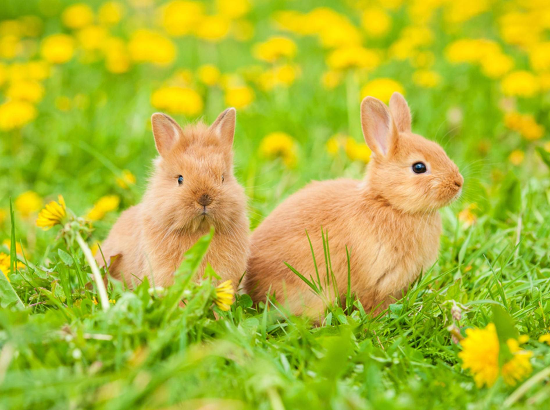 Kaninchen brauchen viel Auslauf und haben gern Gesellschaft – Shutterstock / Rita Kochmarjova