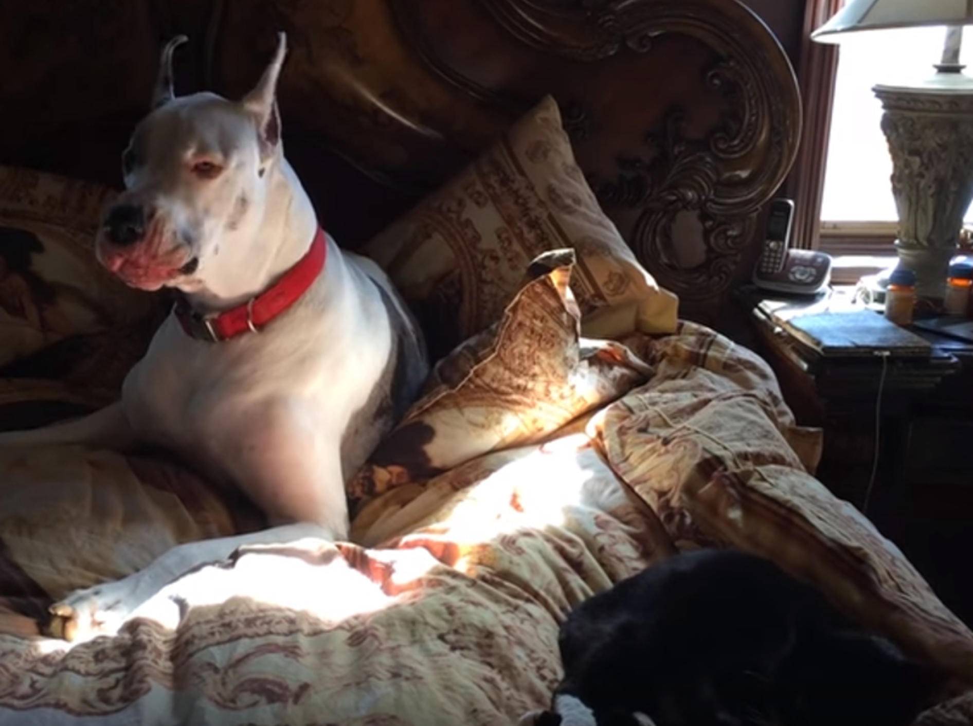 "Raus aus meinem Bett!" Dogge verjagt Katze – Bild: YouTube / Rumble Viral