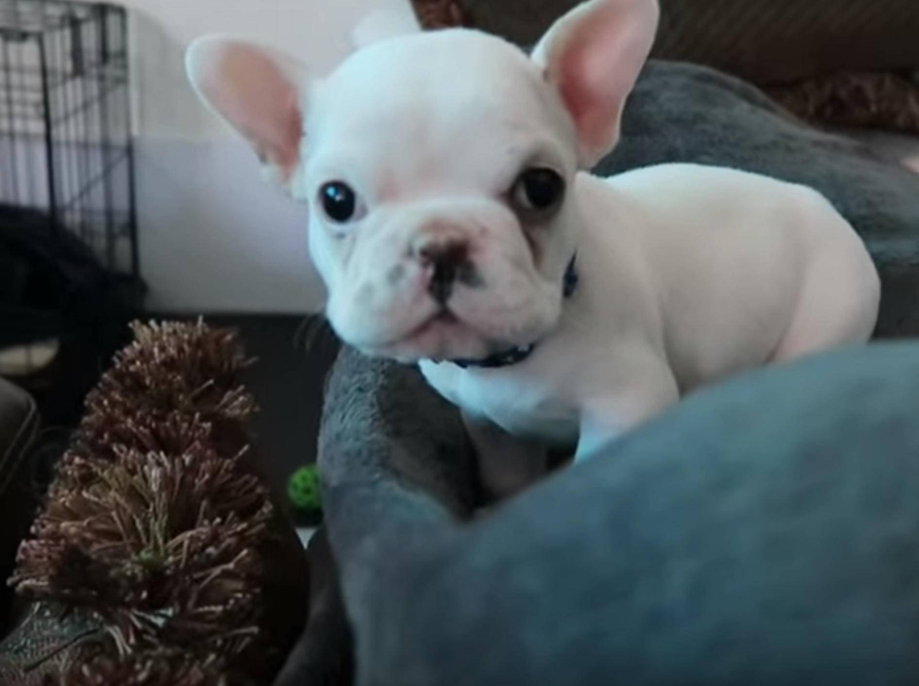 "Hallöööchen!" Französische Bulldogge Lincoln im neuen Zuhause – Bild: YouTube / Sean Sarantos
