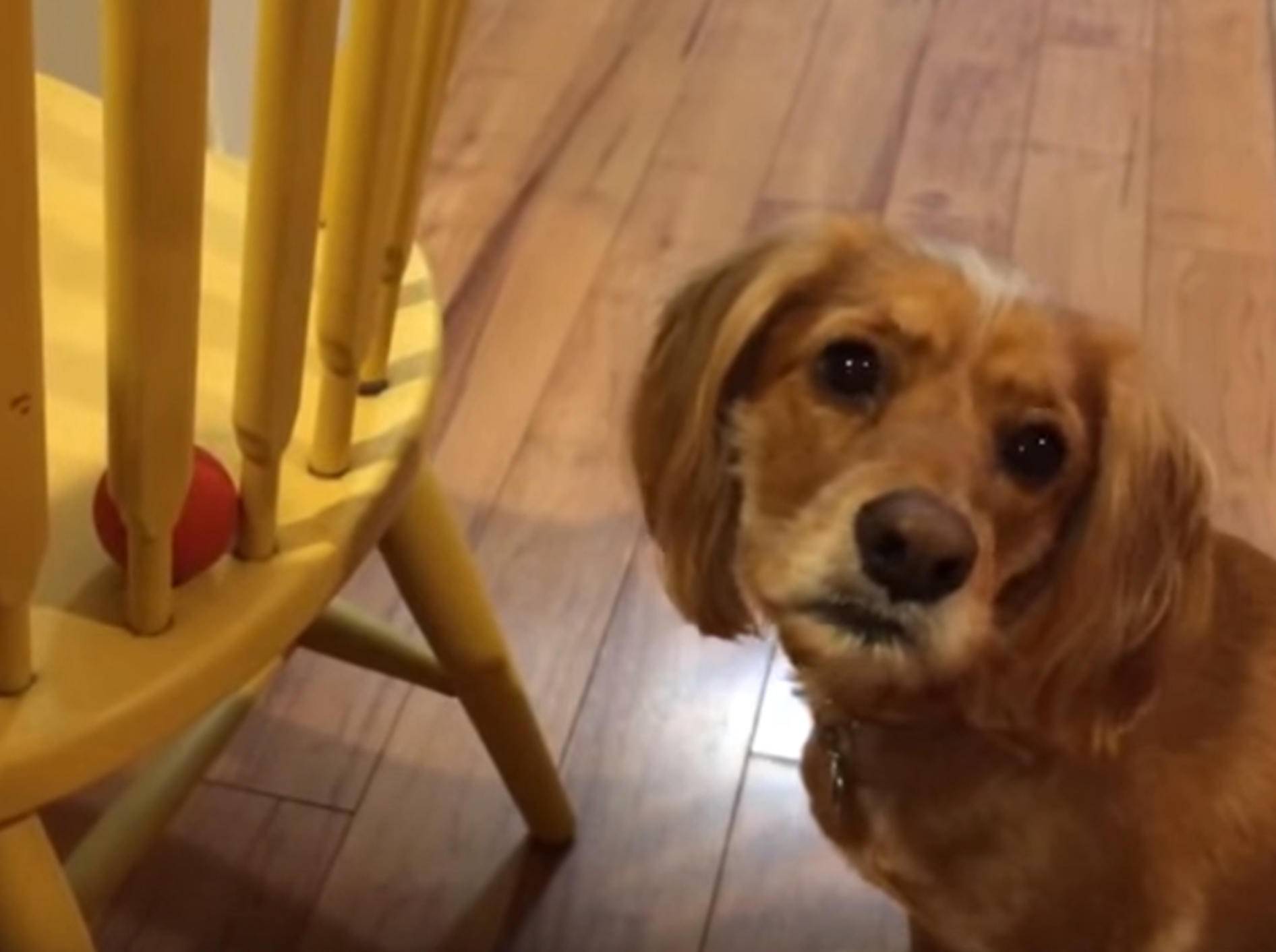 "Verflixt, hilf mir doch!" Hund versucht, Ball zu schnappen – Bild: YouTube / The Pet Collective