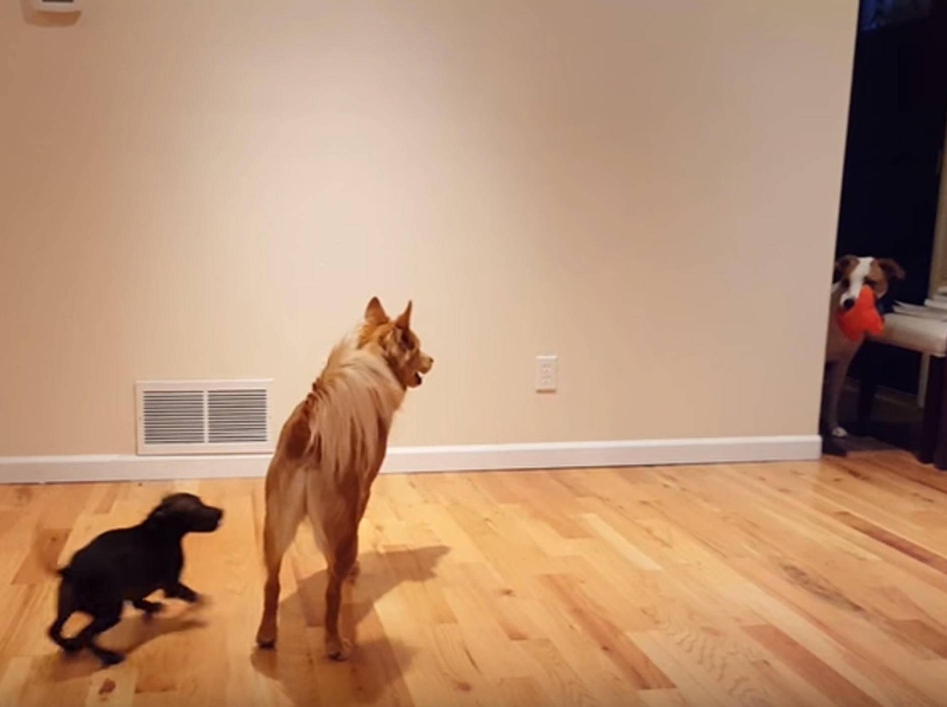 "Meiiiins!" Hund will Spielzeug nicht teilen – Bild: YouTube / The Pet Collective