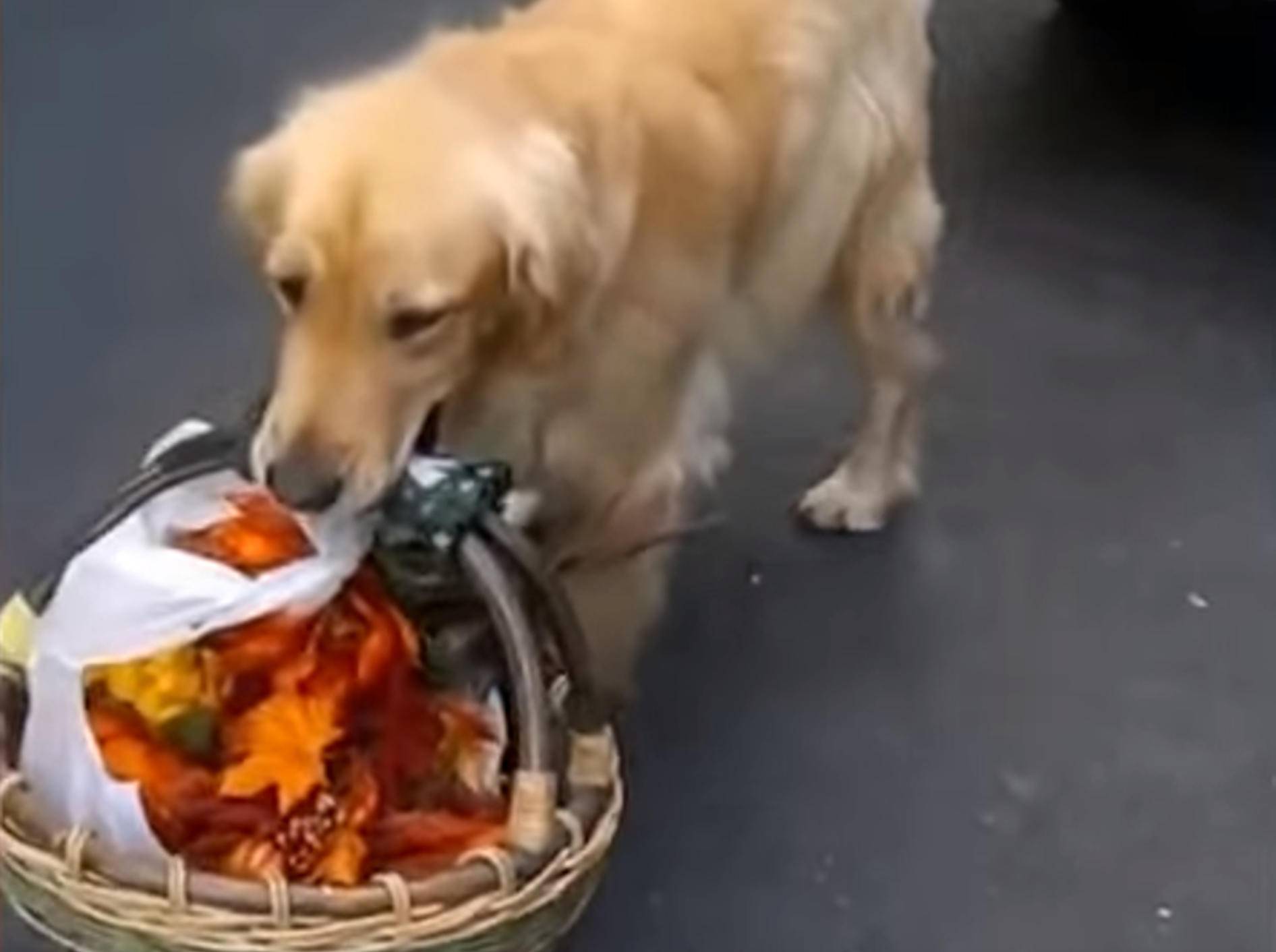 "Darf ich behilflich sein?" Hunde helfen im Haushalt – Bild: YouTube / The Dodo