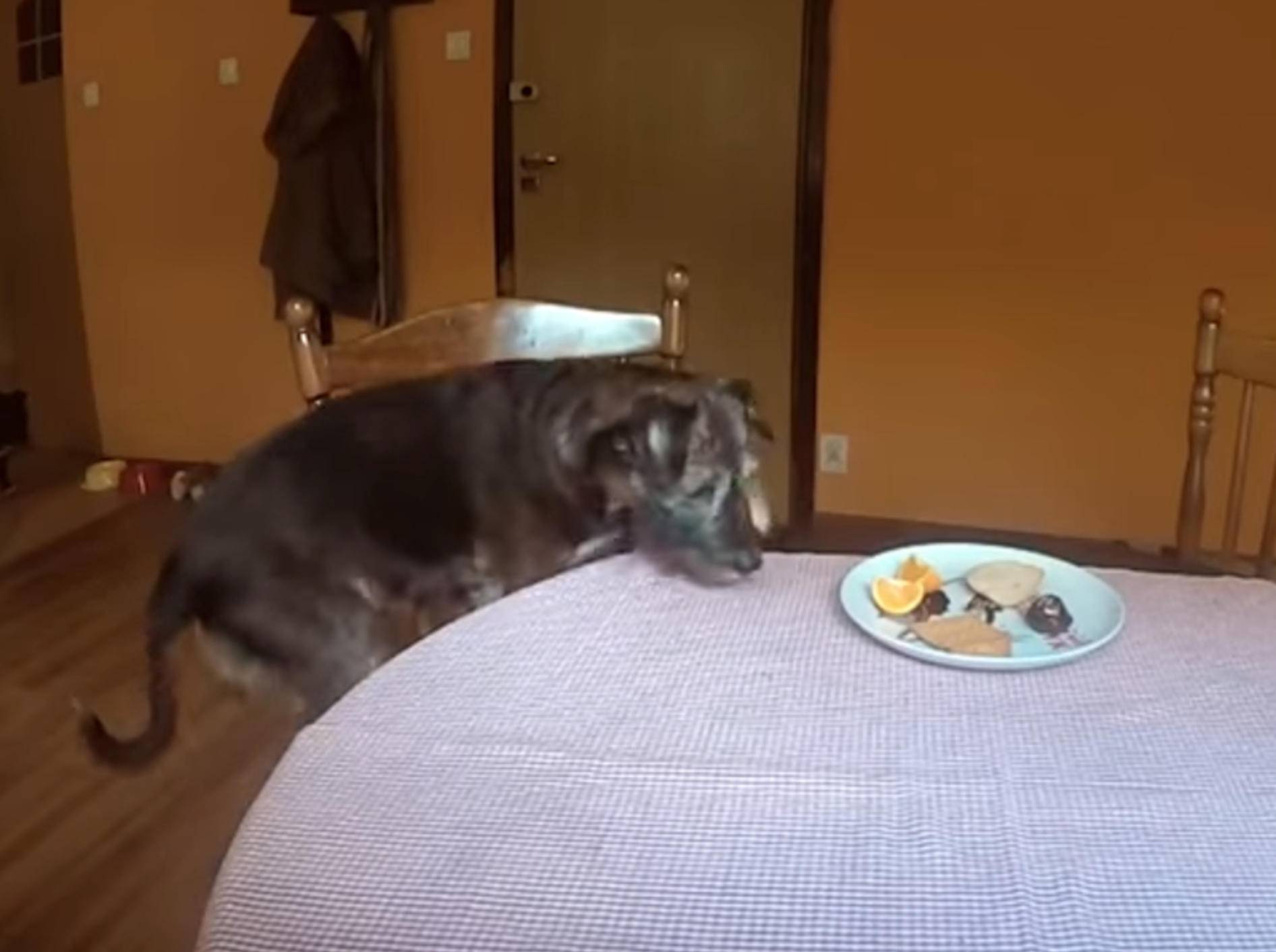 Futterdiebe! Hunde klauen Snacks – Bild: YouTube / The Dodo