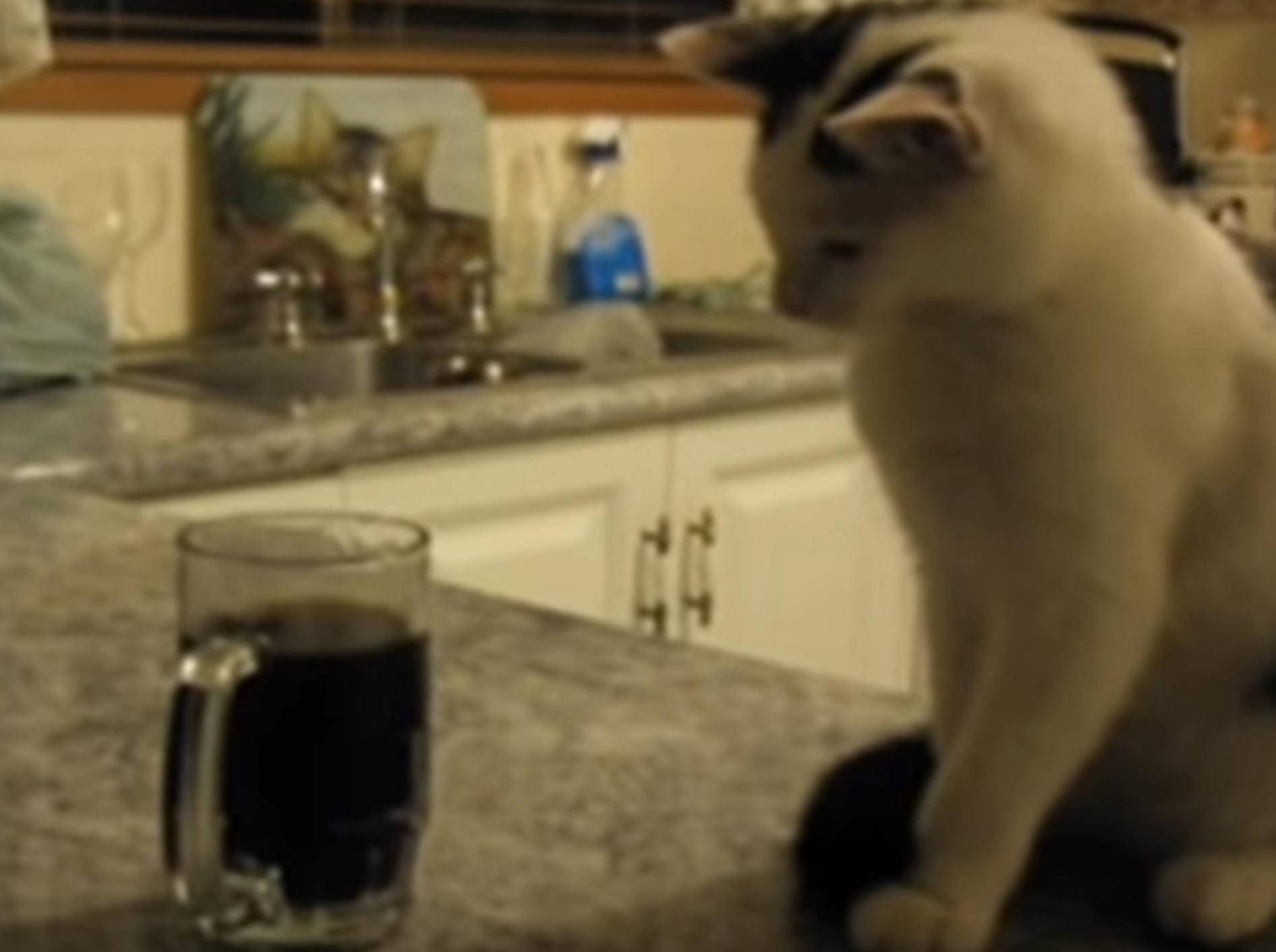 Uuuups! Katze schmeißt Glas um – Bild: YouTube / Kyoot Animals